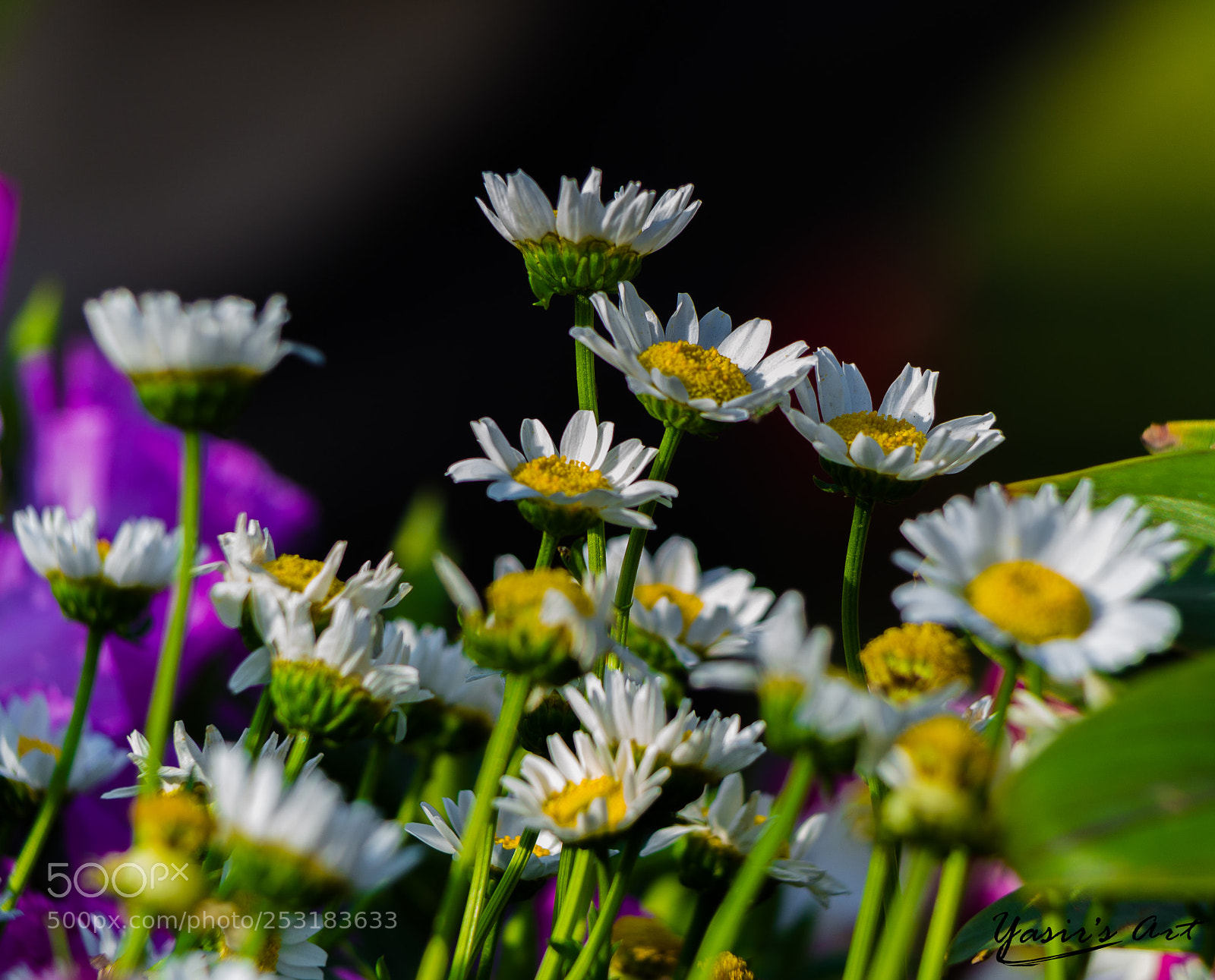 Nikon D7000 sample photo. Untitled photography