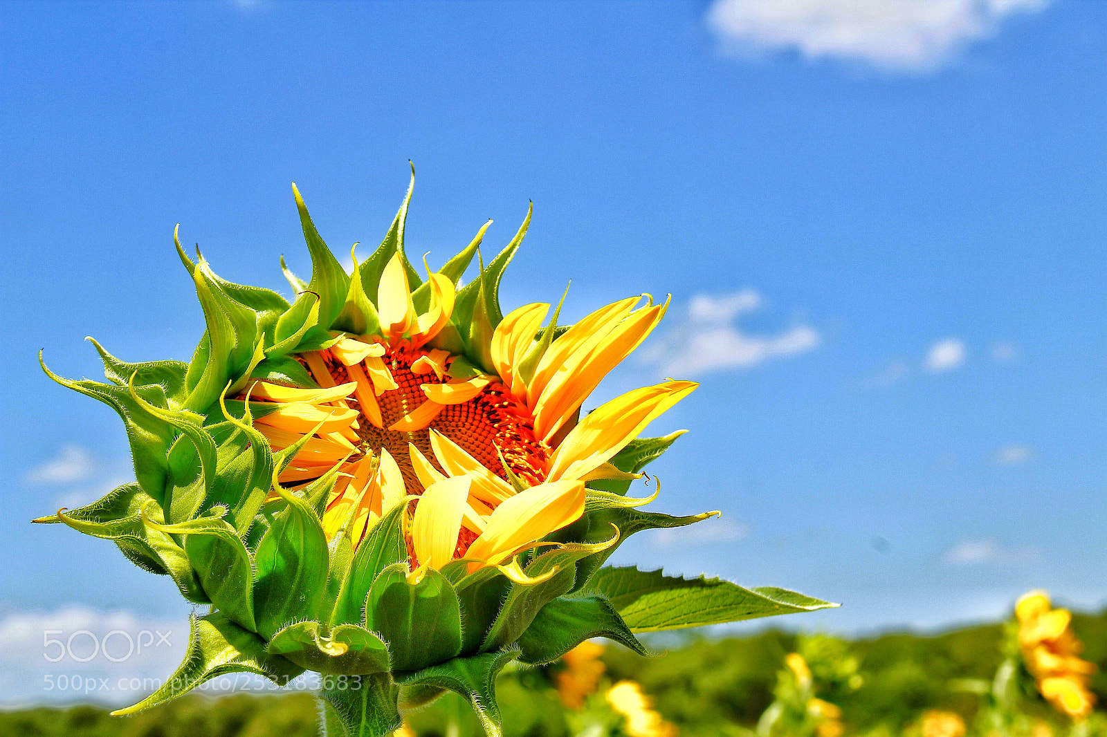 Canon EOS 1300D (EOS Rebel T6 / EOS Kiss X80) sample photo. Yellow green  and blue photography