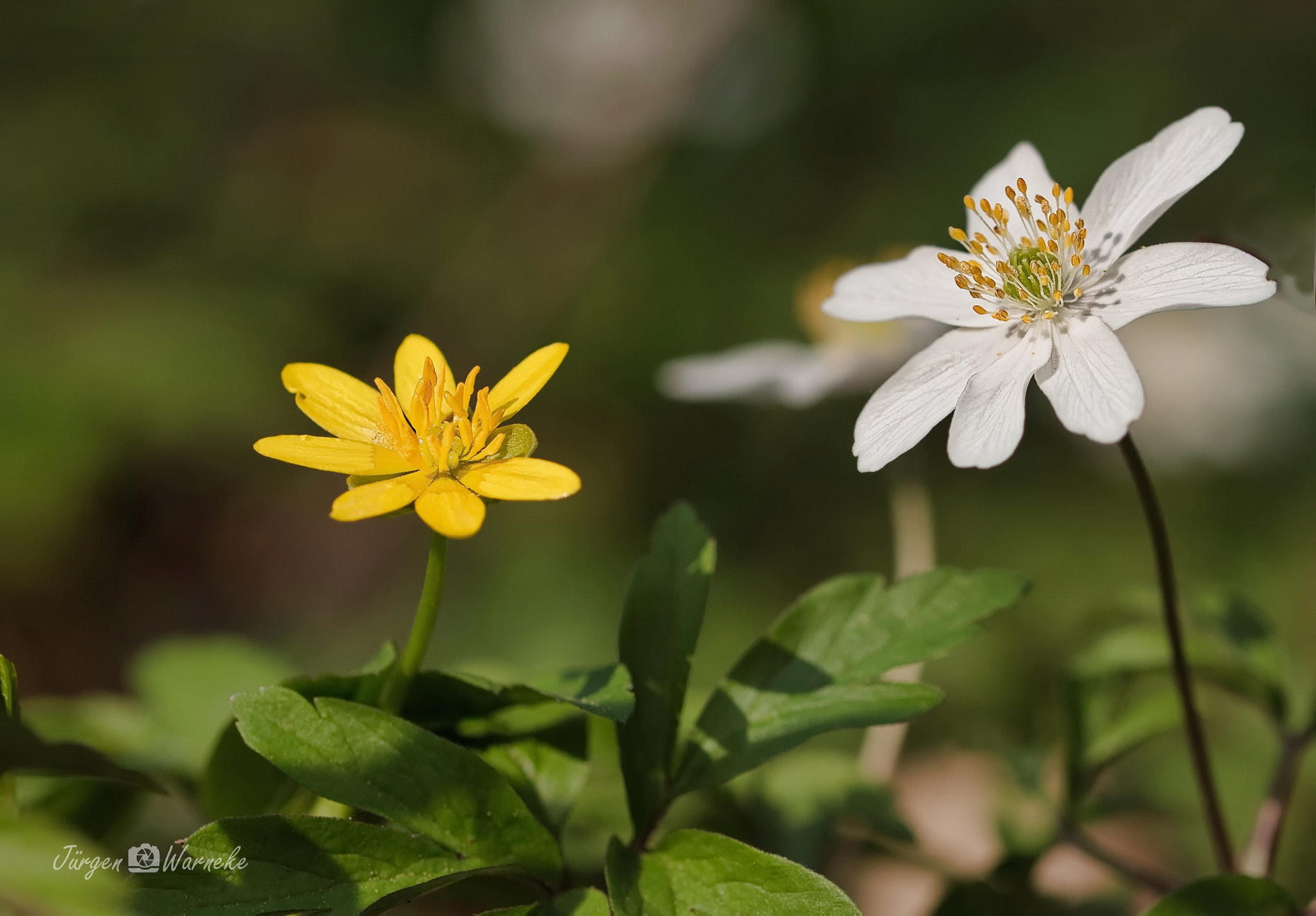 Canon EF 100mm F2.8L Macro IS USM sample photo. New life photography