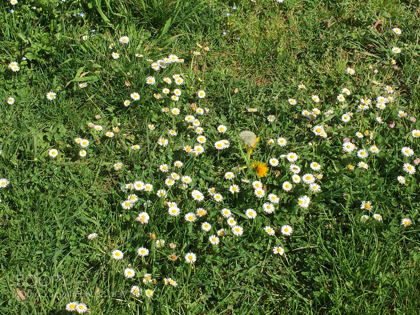 Apple iPhone 6 sample photo. It's spring photography