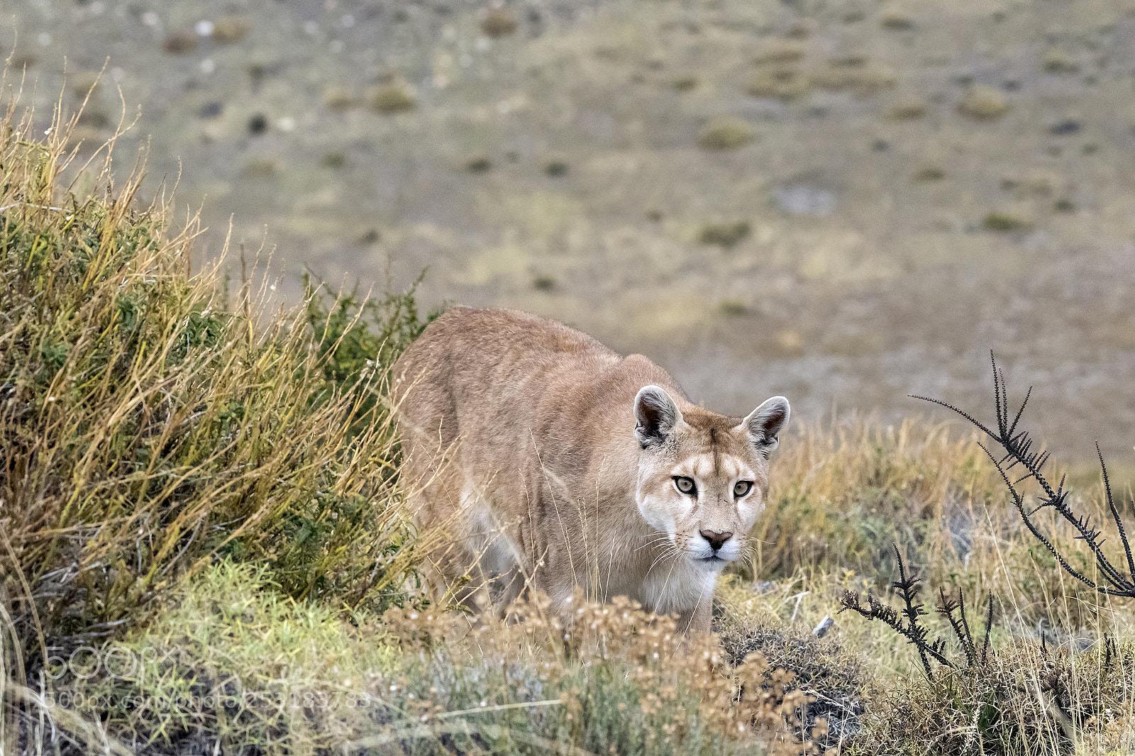 Nikon D810 sample photo. Close encounter of the photography