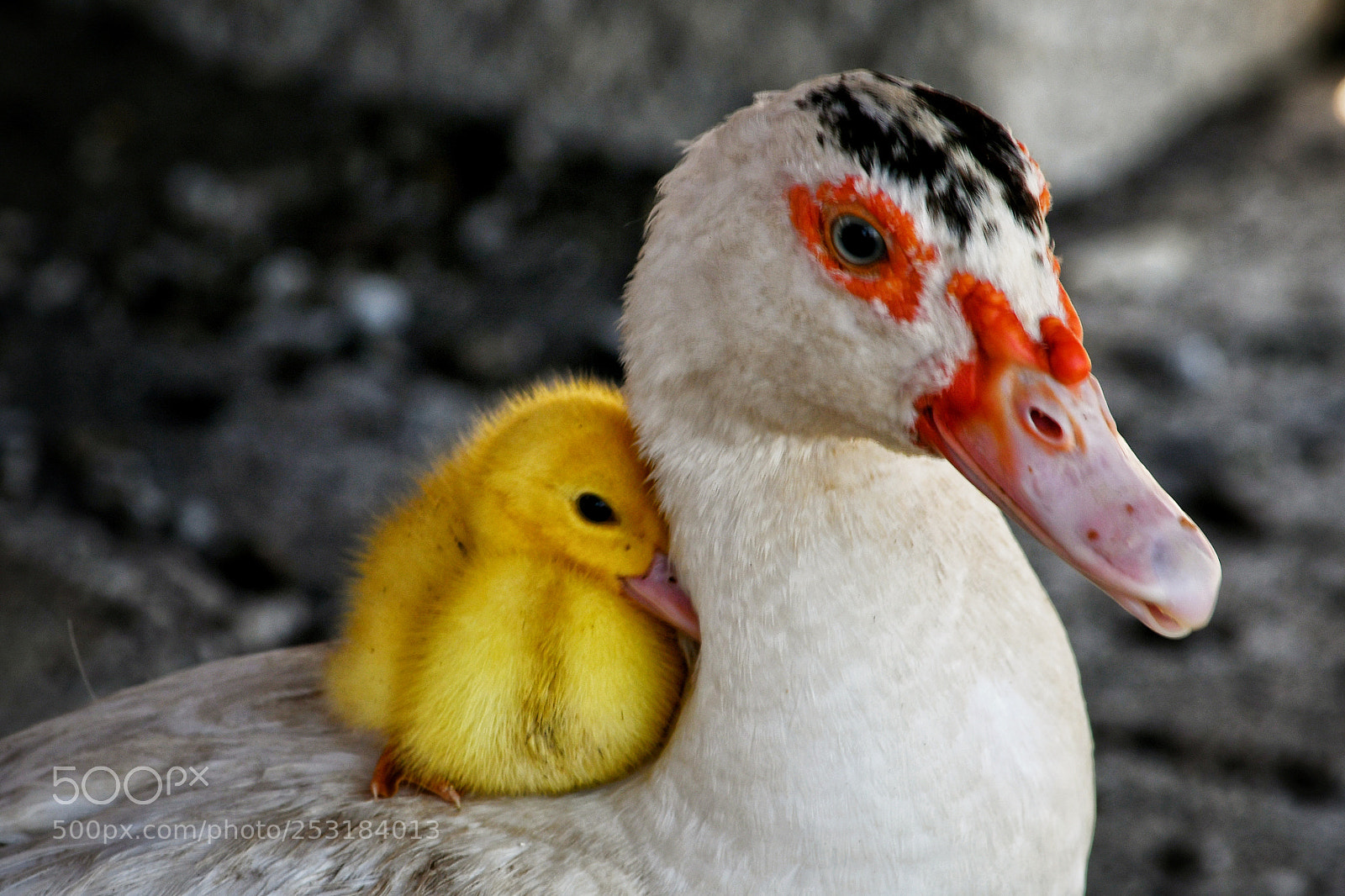 Nikon D7500 sample photo. El arrullo maternal de photography