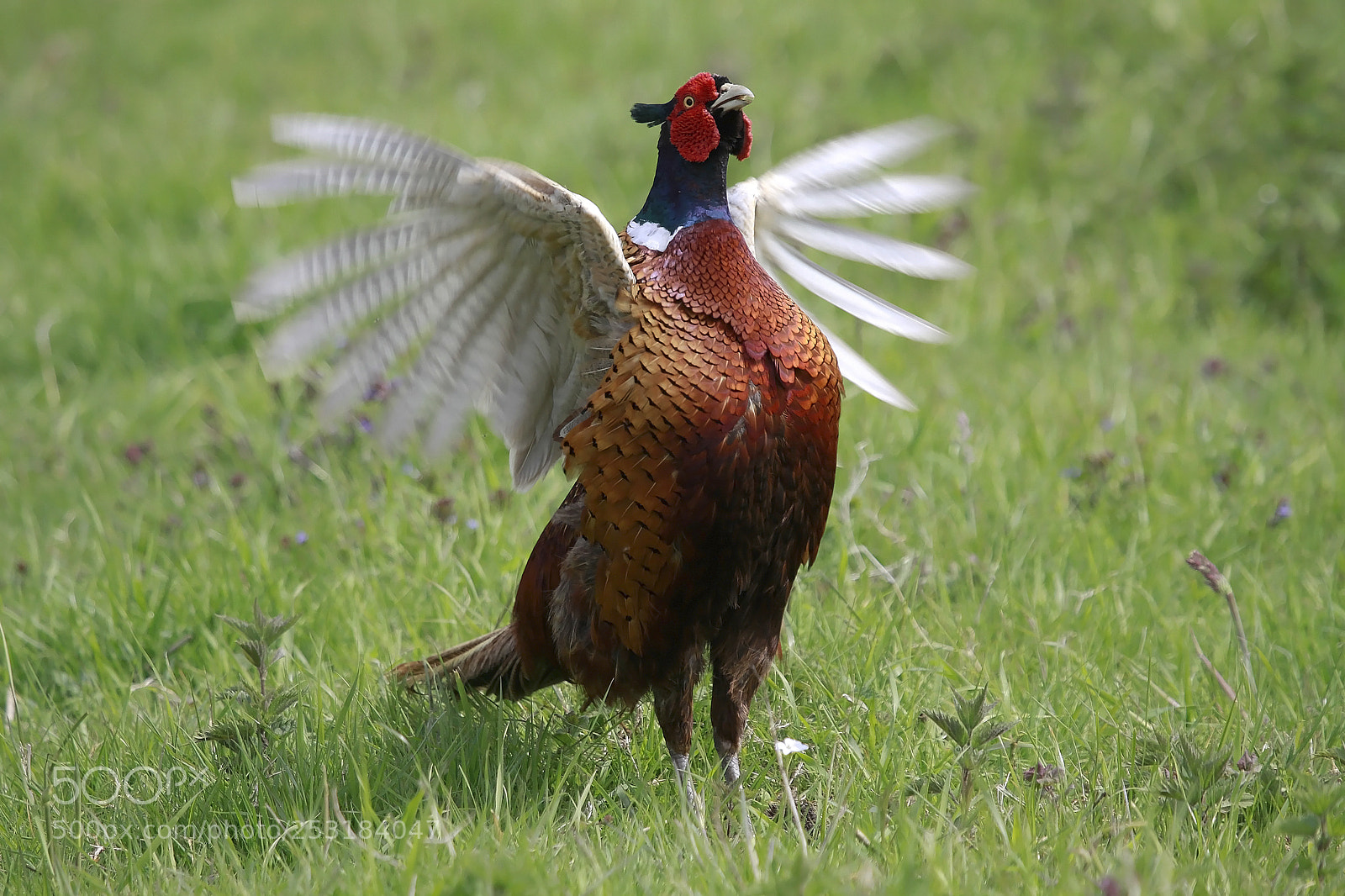 Canon EOS 50D sample photo. Pheasant photography