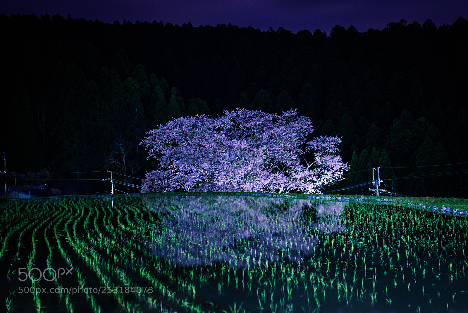 Nikon D750 sample photo. The cherry tree, reflected photography