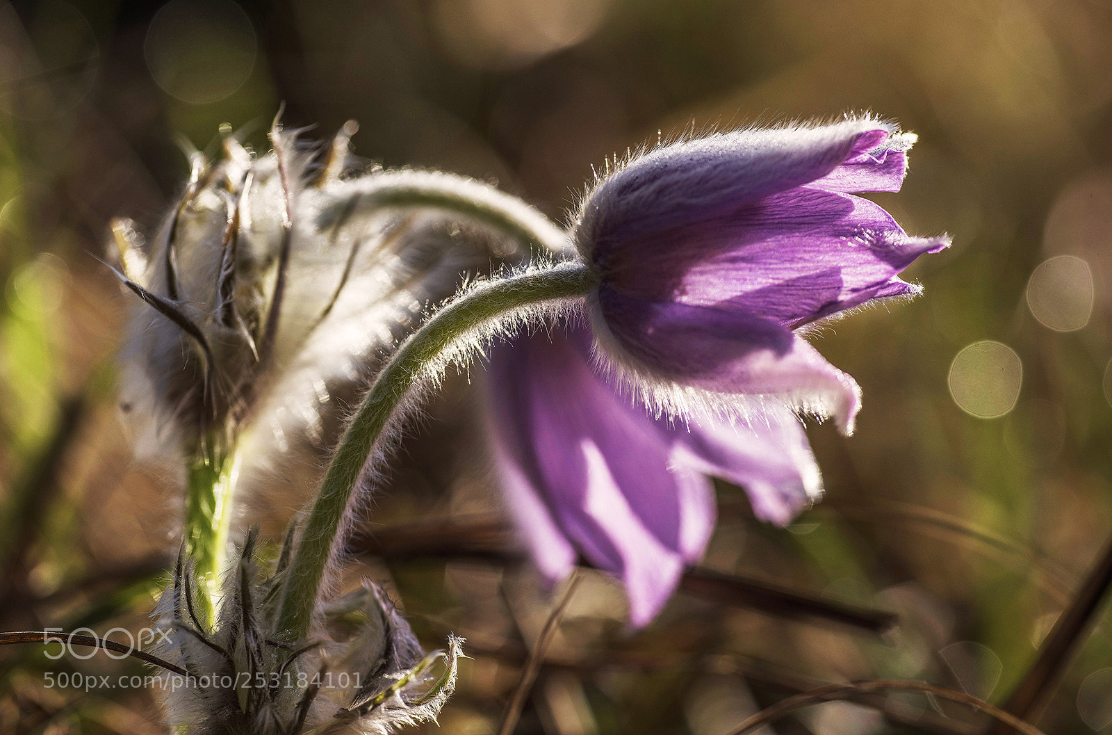 Nikon D810 sample photo. Pulsatilla grandis ii. photography