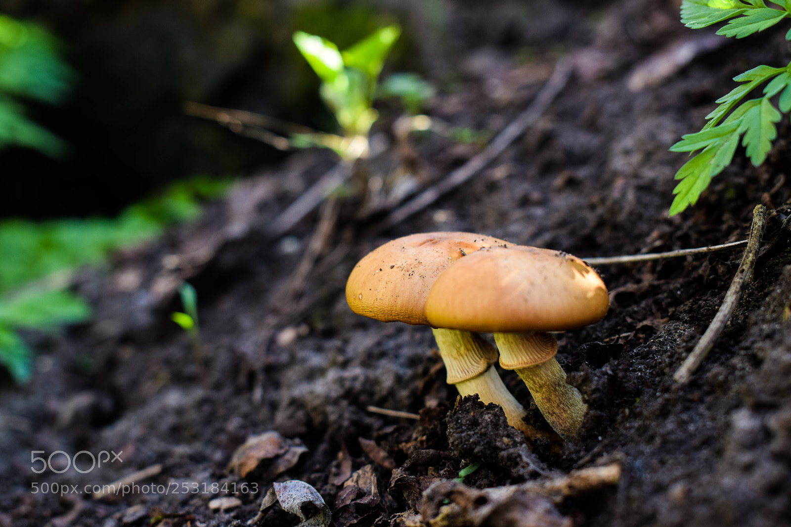 Nikon D5300 sample photo. Mush photography