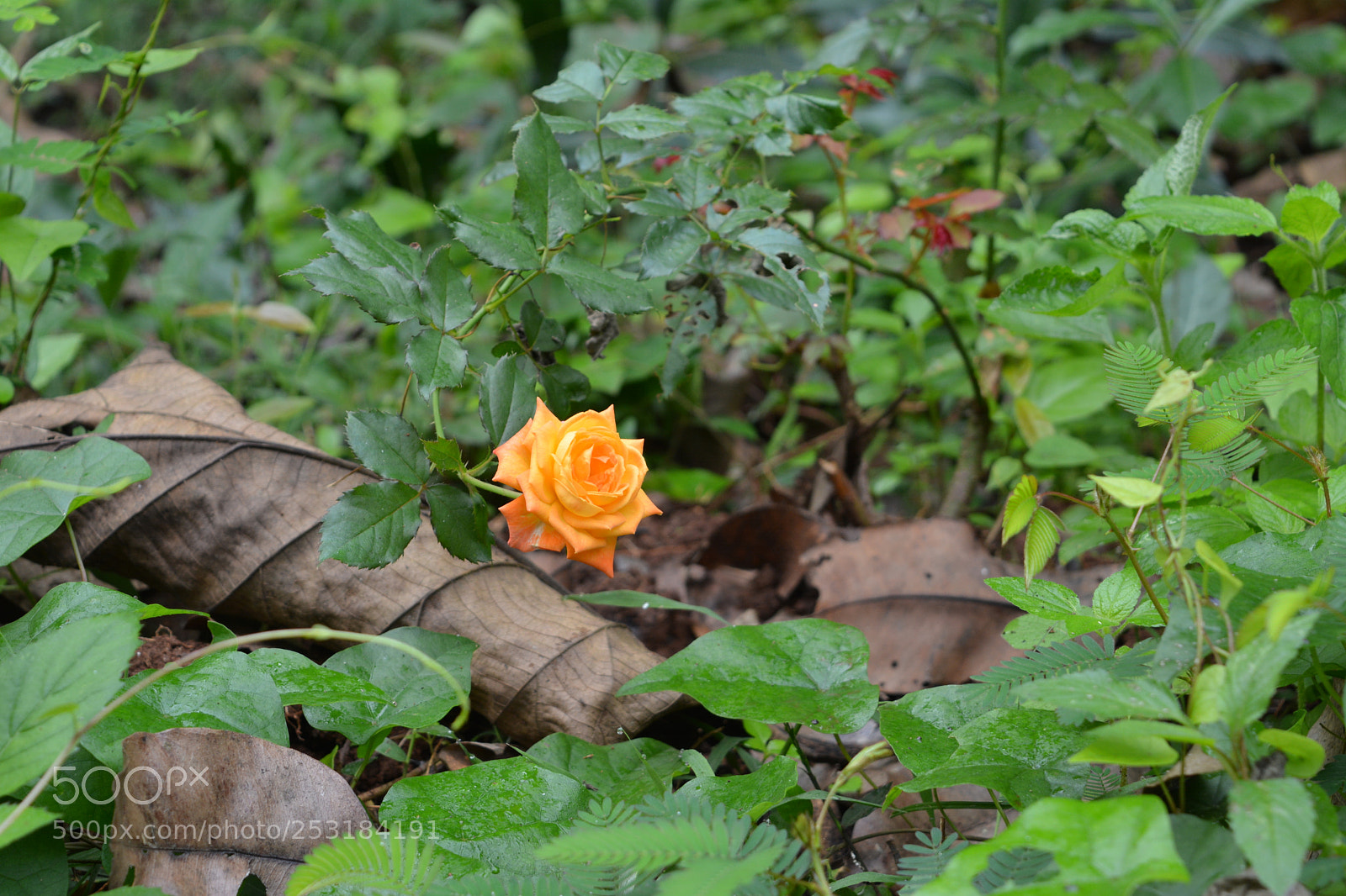 Nikon D5200 sample photo. Rose photography