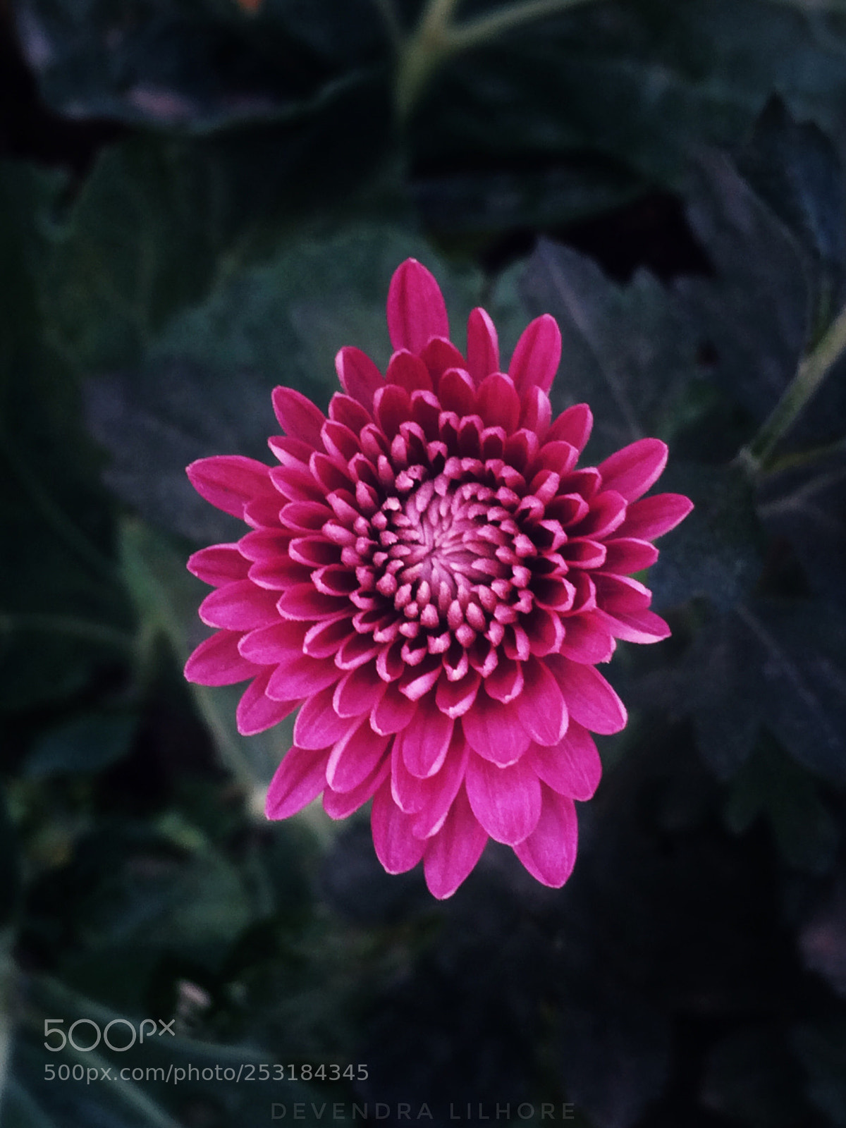 Apple iPhone 5s sample photo. Flower... photography