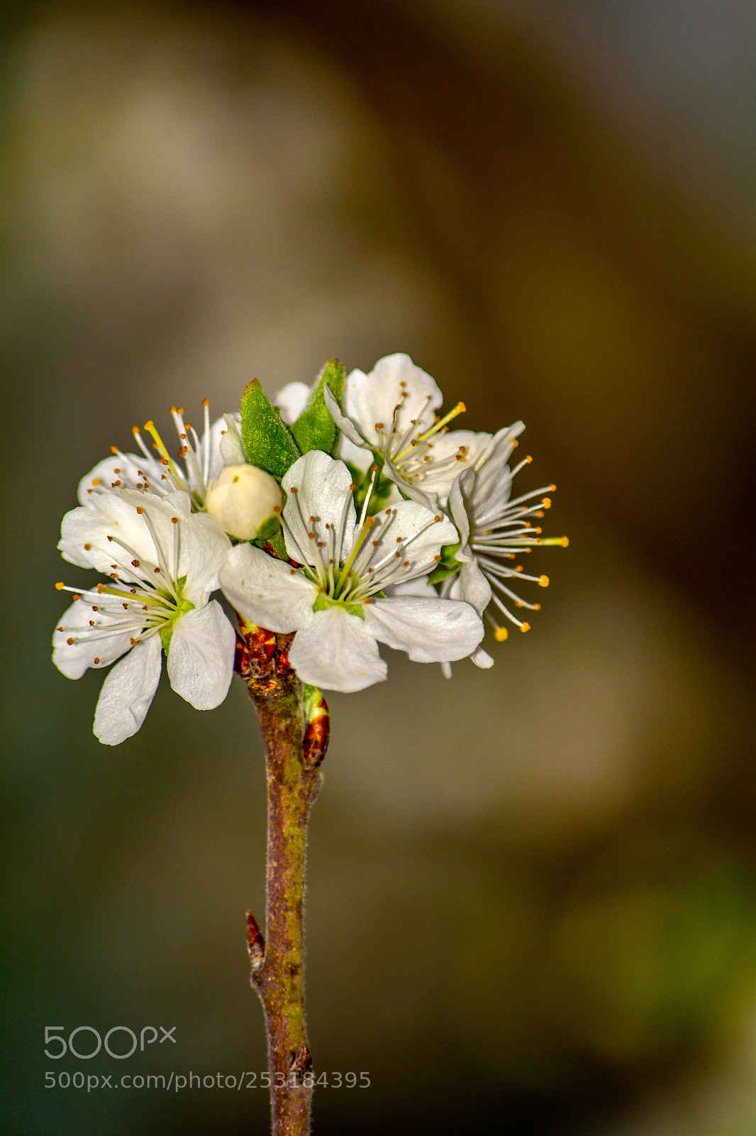 Nikon D7100 sample photo. Es m ssen nicht photography
