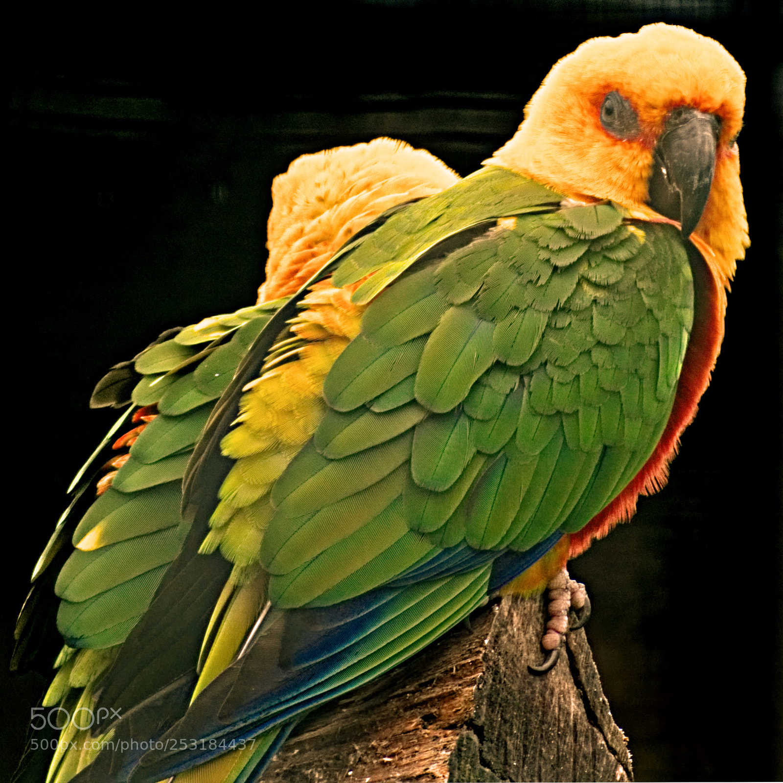 Nikon D7100 sample photo. Jenday conure (psittacula jendaya) photography