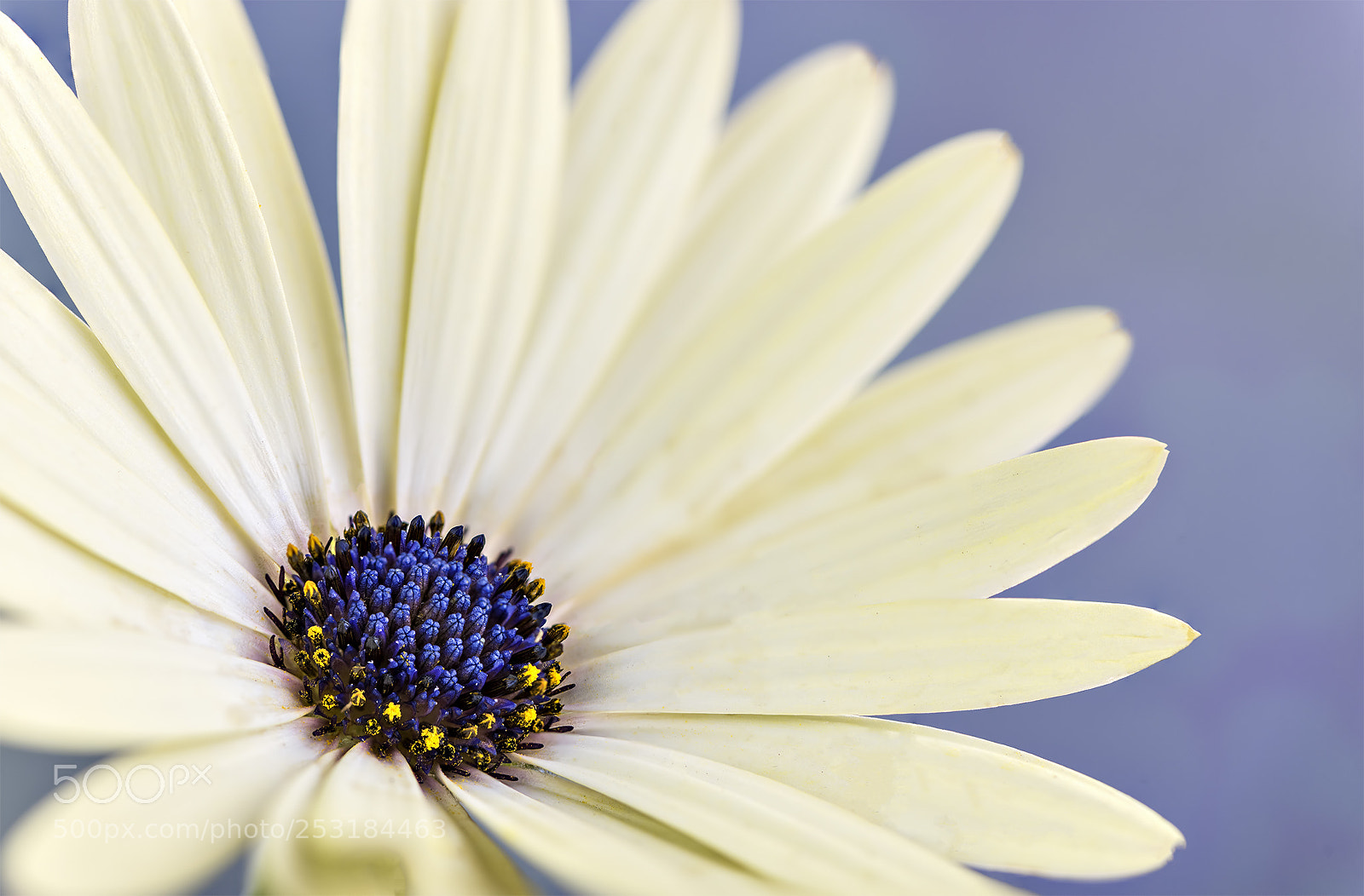 Nikon D810 sample photo. Blue centre photography