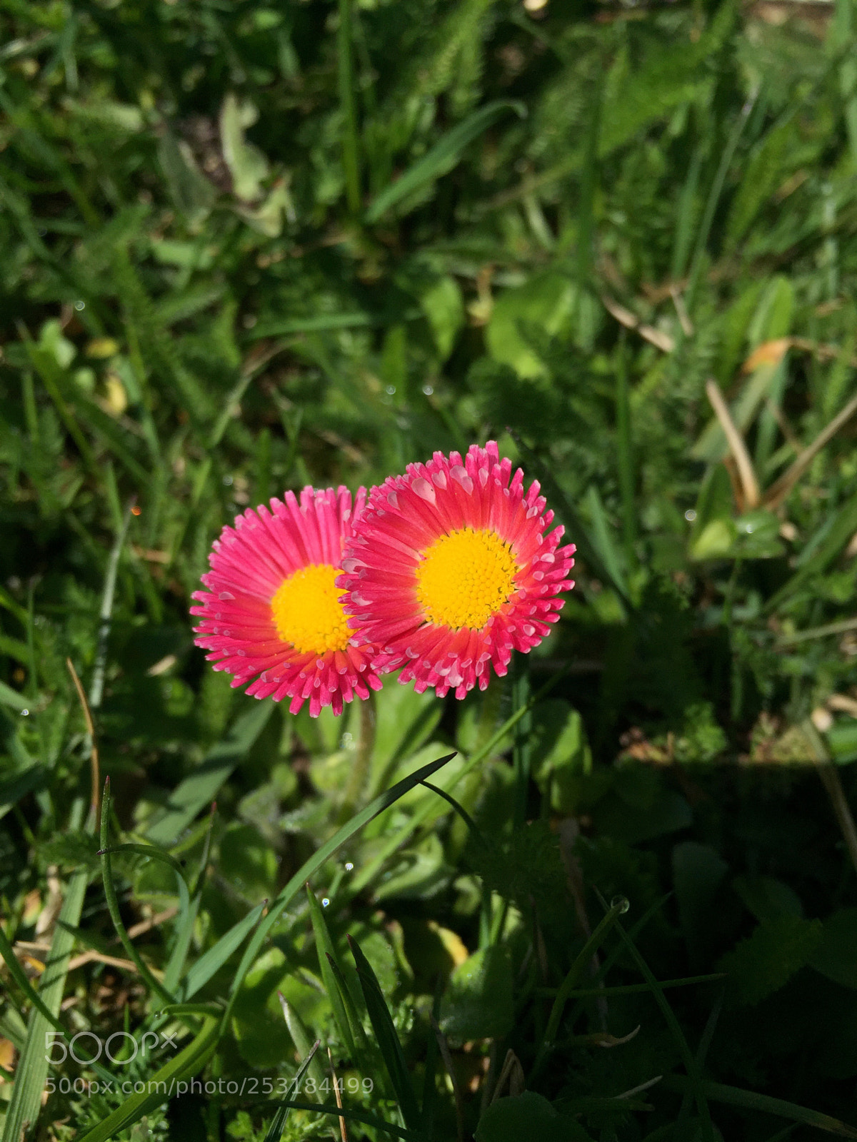 Apple iPhone 6 sample photo. Untitled photography