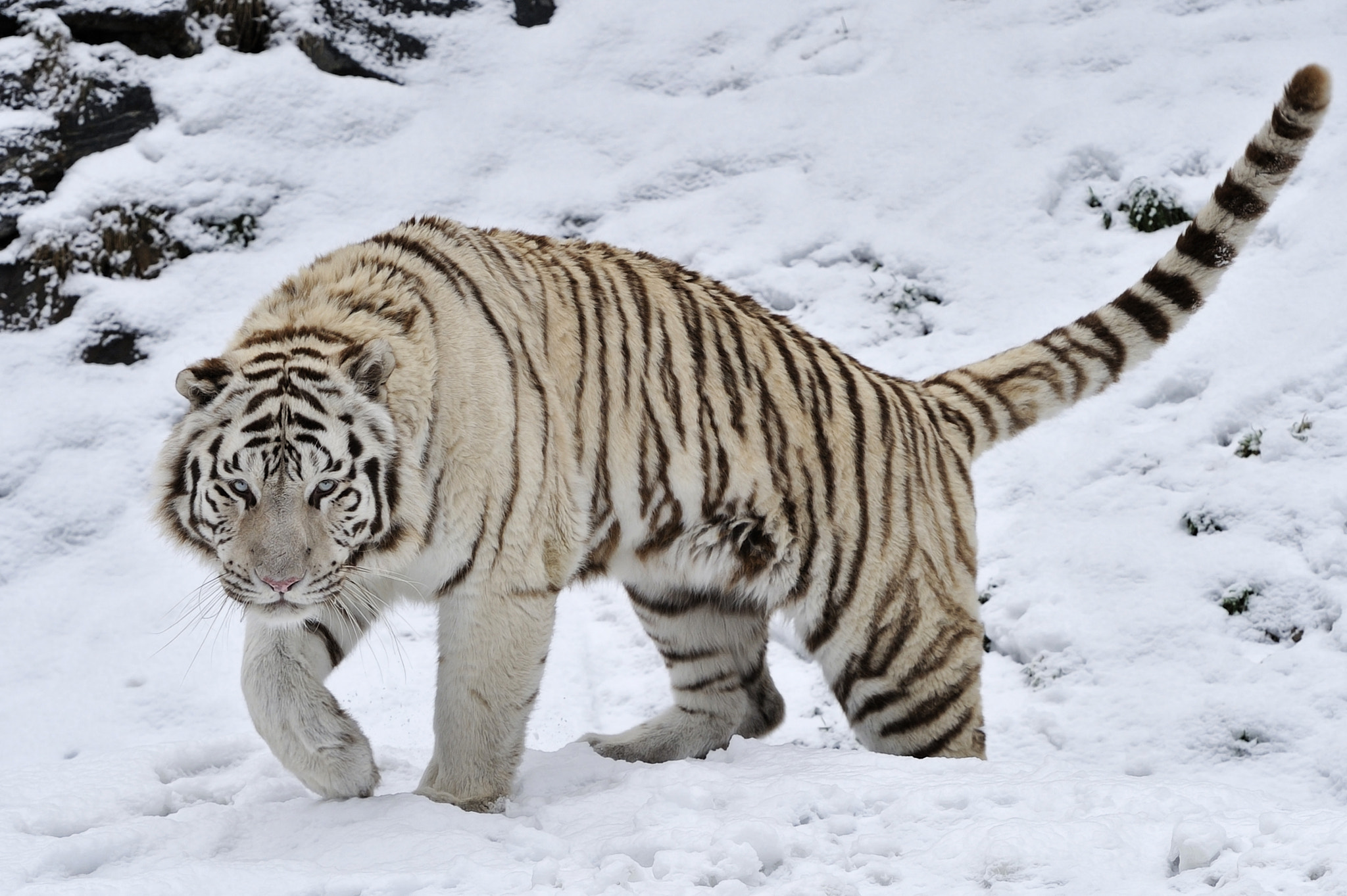 White Tiger Approach by Josef Gelernter / 500px