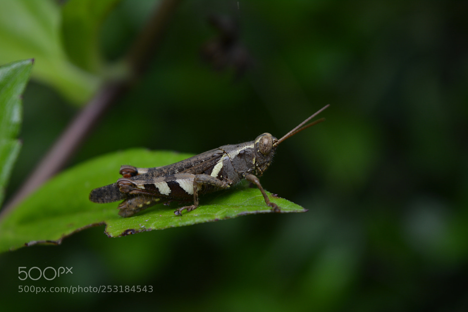 Nikon D5200 sample photo. Flying insect photography