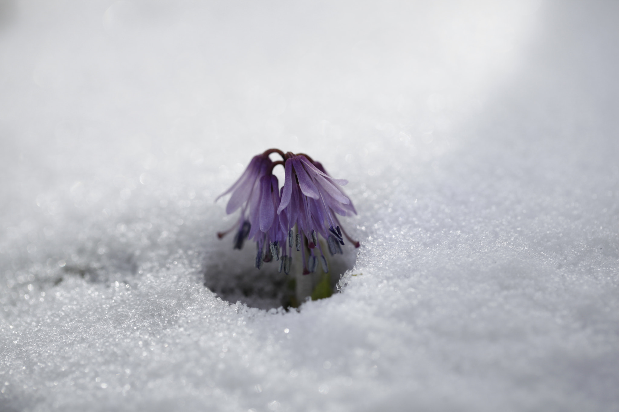 Canon EF 100mm F2.8L Macro IS USM sample photo. ♡ 내 마음의 풍경 ♡♡ photography