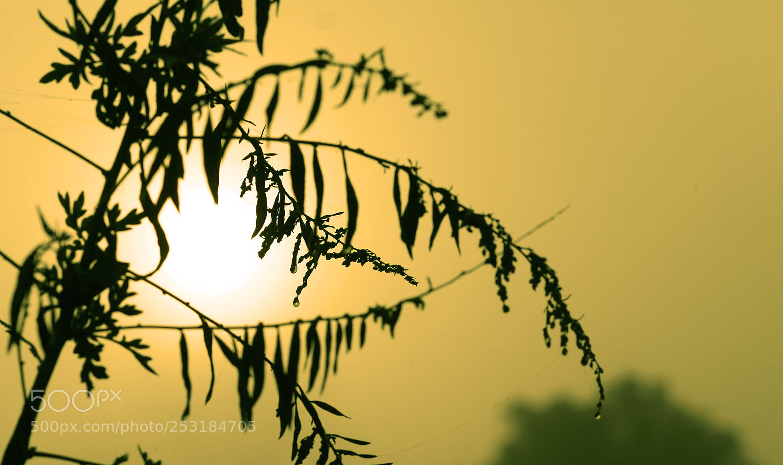 Canon EOS 5D Mark II sample photo. 3.jpg photography