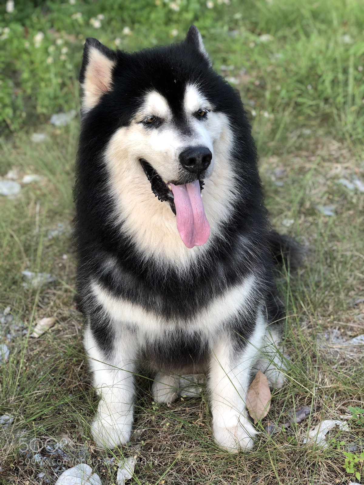 Apple iPhone X sample photo. Dog photography
