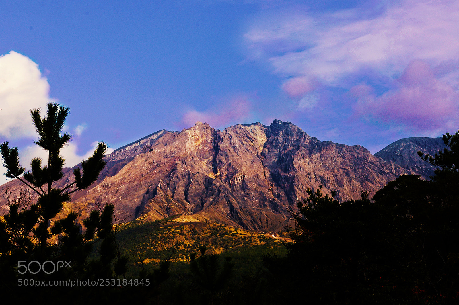 Pentax *ist DL2 sample photo. Pine tree & volcano photography