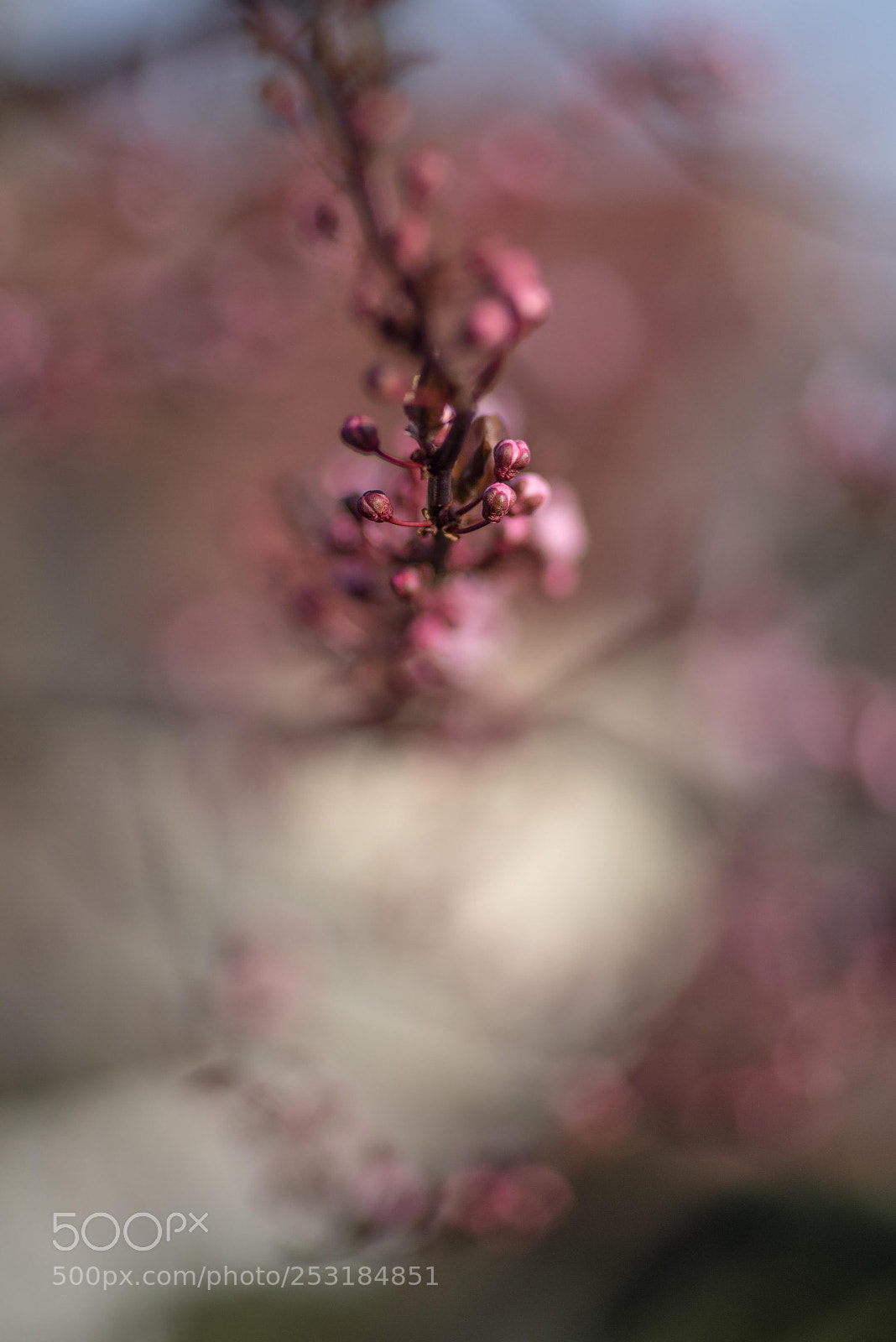Pentax K-1 sample photo. First blossom photography