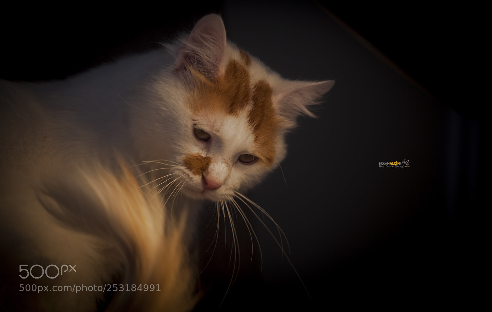 Canon EOS 5D Mark II sample photo. Muhittin photography