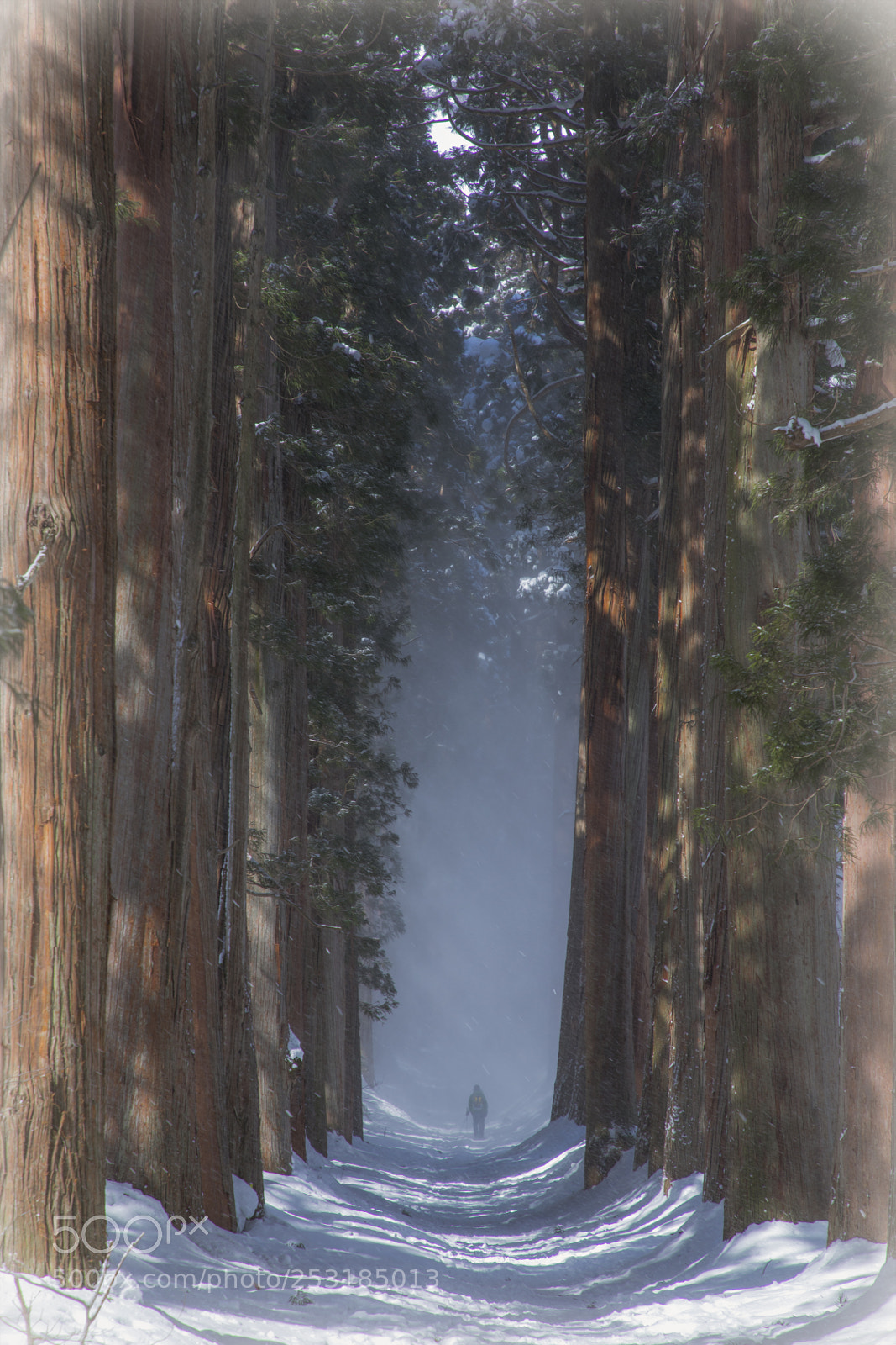 Canon EOS 5D Mark IV sample photo. Tall trees photography