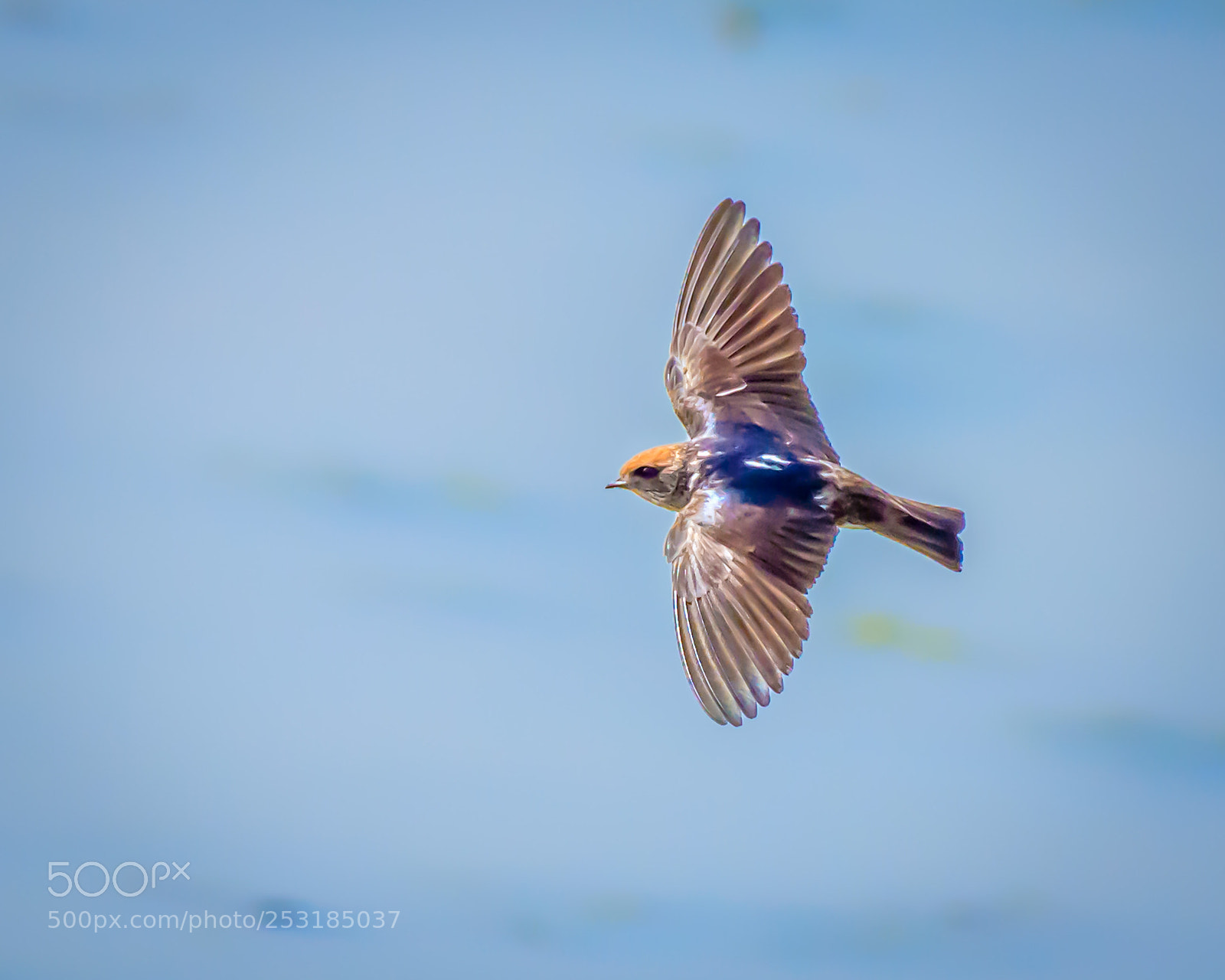 Nikon D7200 sample photo. House martin photography