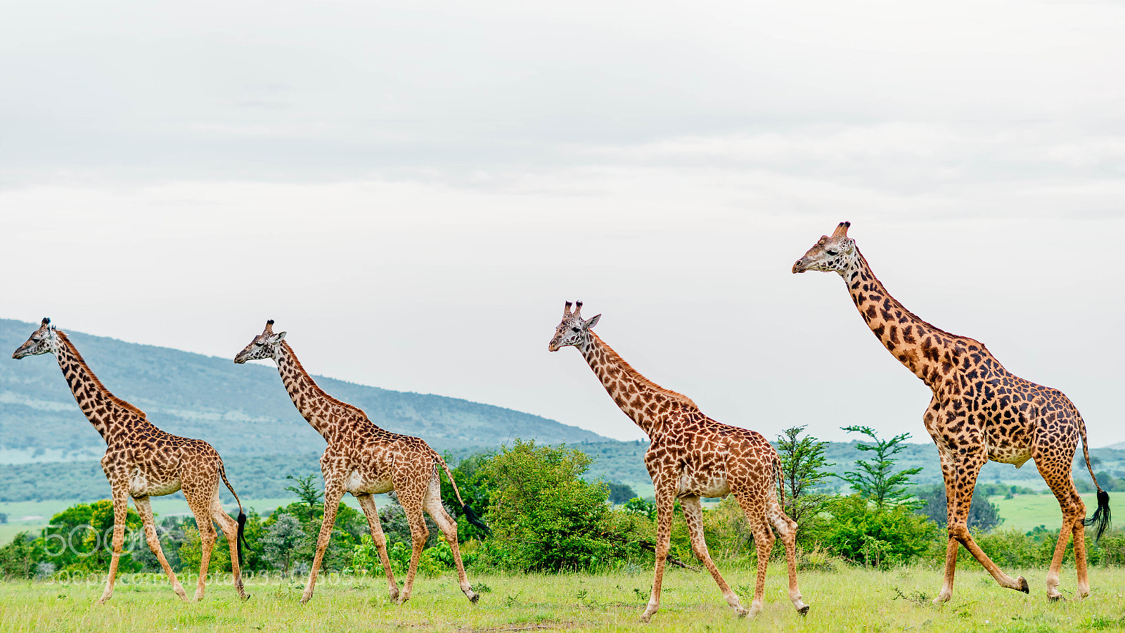 Samsung NX1 sample photo. Tall giraffes in the photography