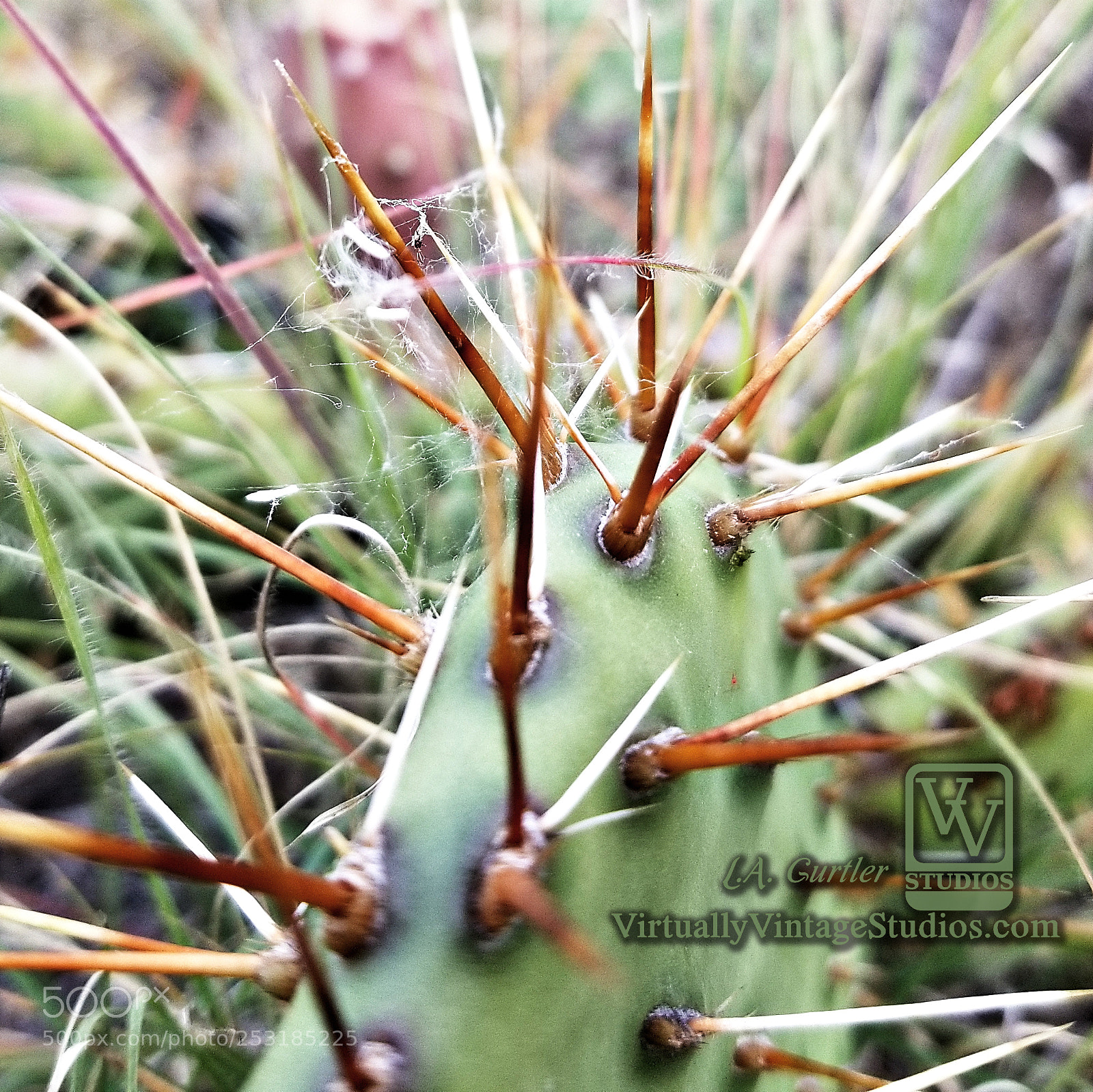 Samsung Galaxy S8 sample photo. Prickly pear spines photography