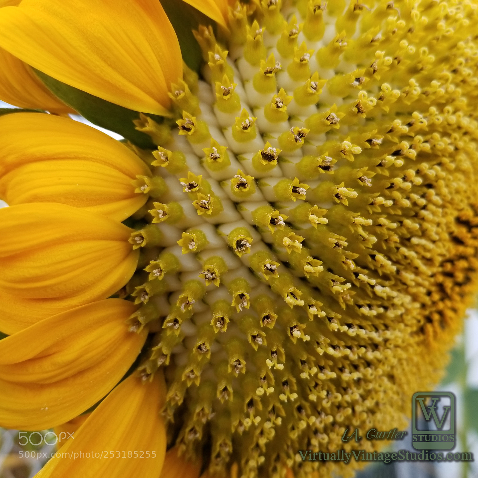 Samsung Galaxy S8 sample photo. Sunflower seeds close photography