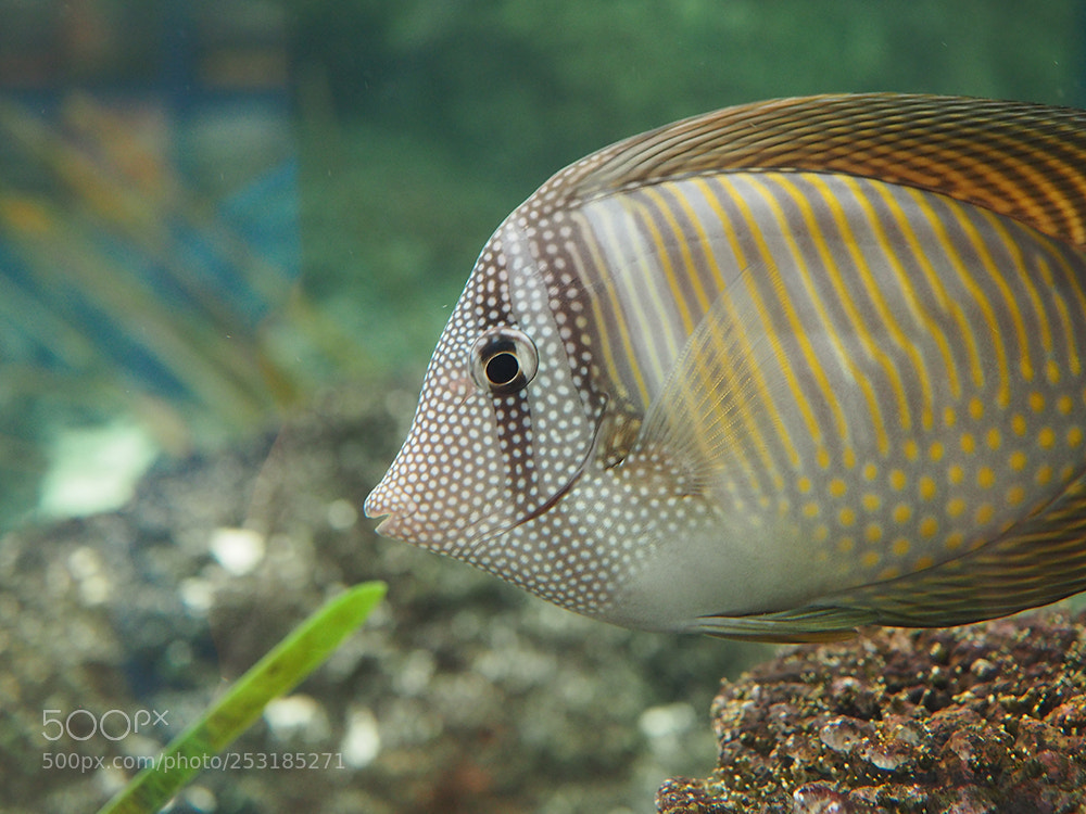 Olympus OM-D E-M5 II sample photo. Red sea sailfin tang photography
