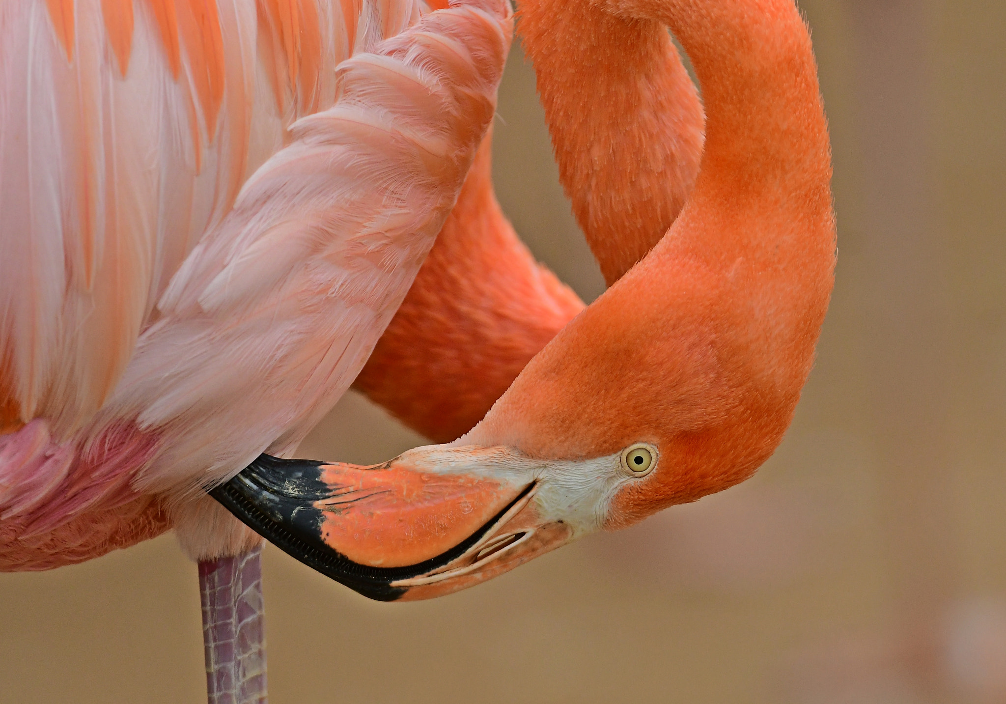 Nikon AF-S Nikkor 200-400mm F4G ED-IF VR sample photo. Flamingo photography