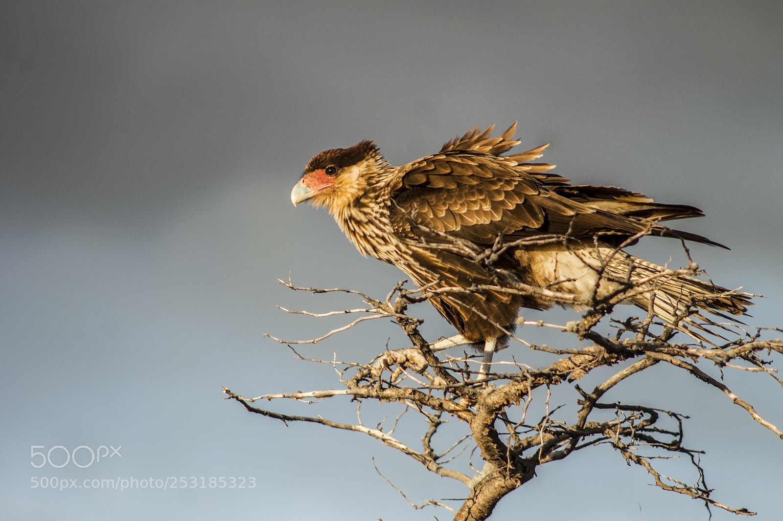 Canon EOS 1100D (EOS Rebel T3 / EOS Kiss X50) sample photo. Caracara/traro photography
