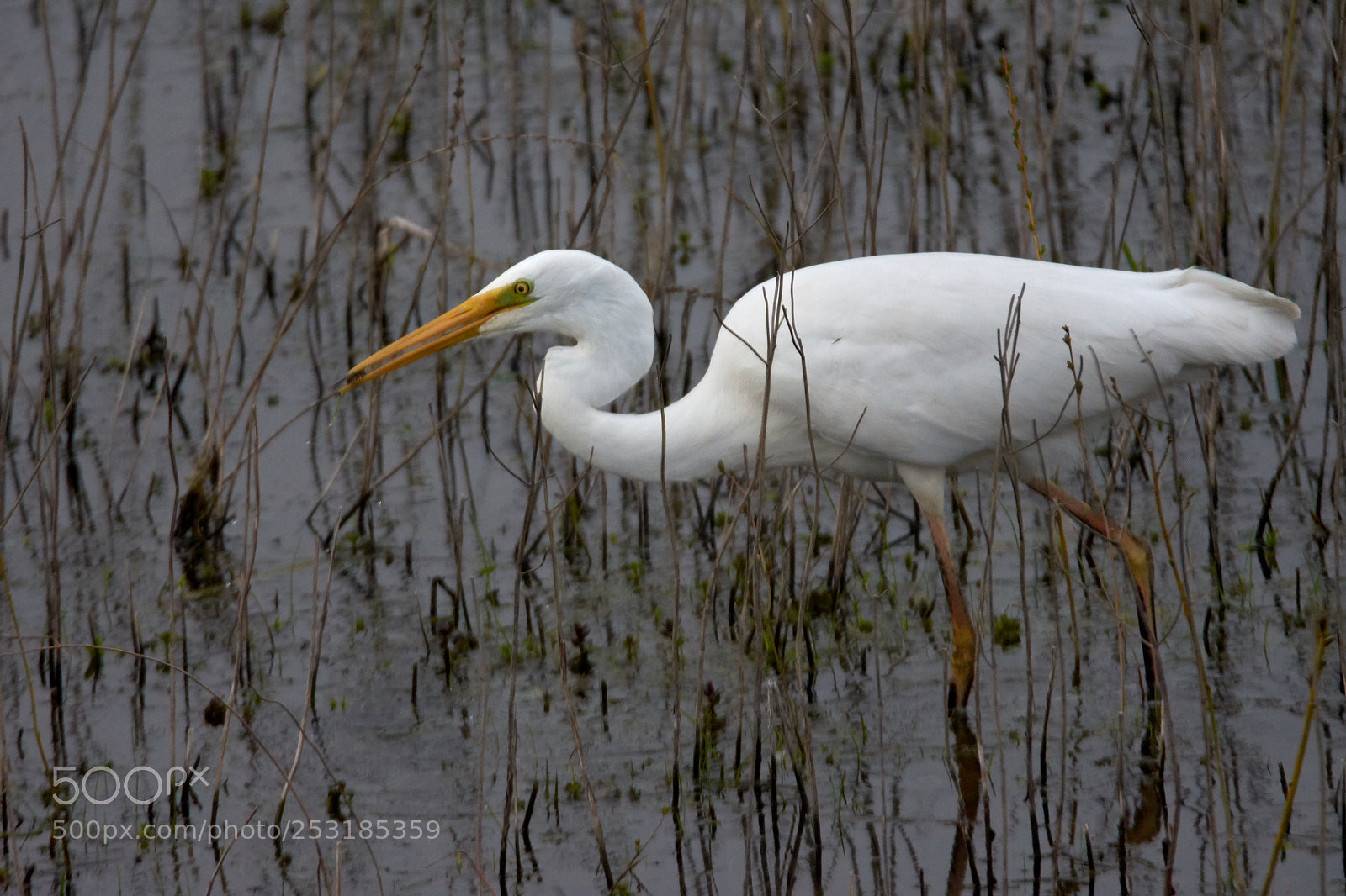 Nikon D7200 sample photo. Great white egret photography