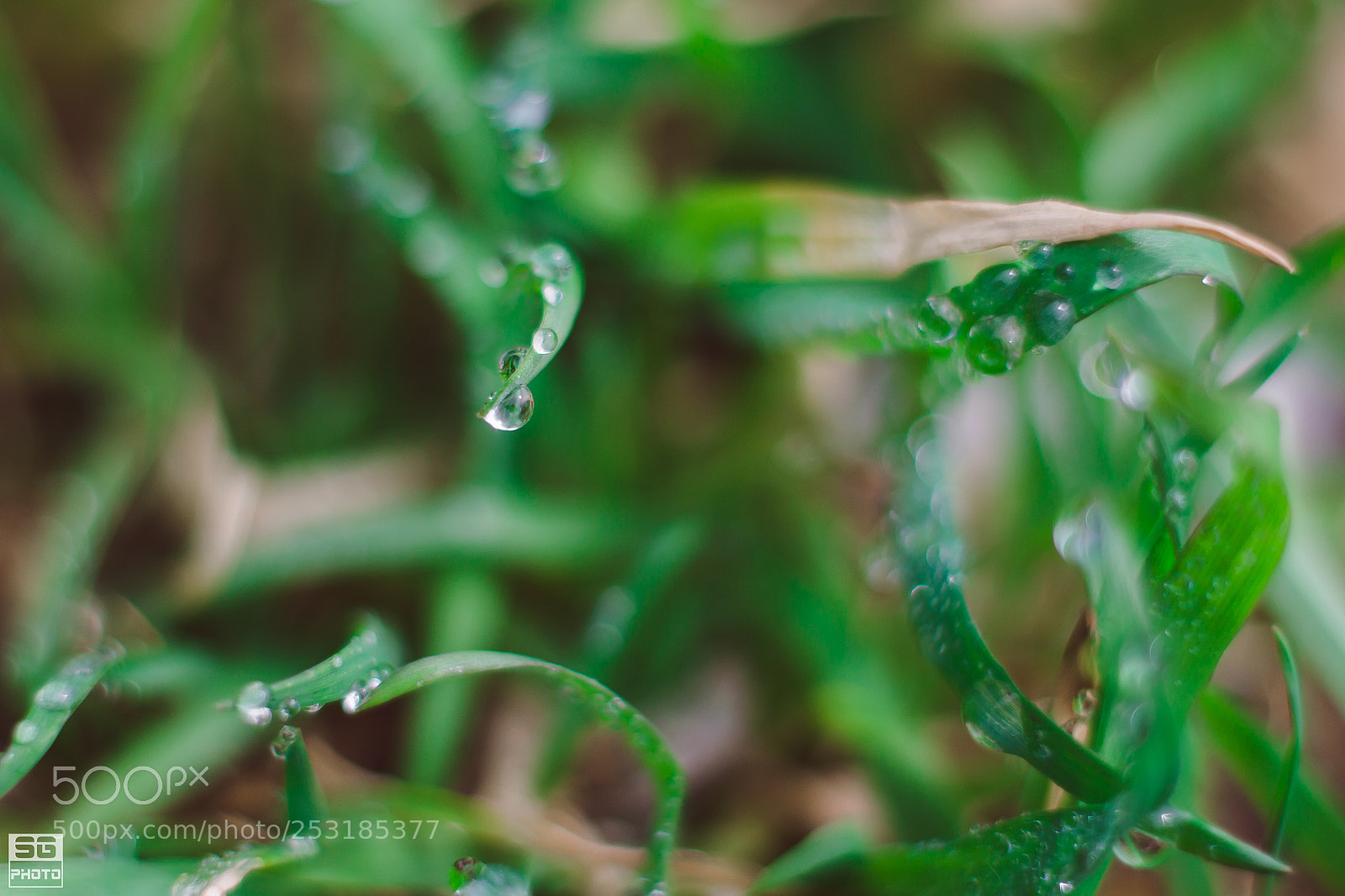 Nikon D3100 sample photo. Morning dew photography