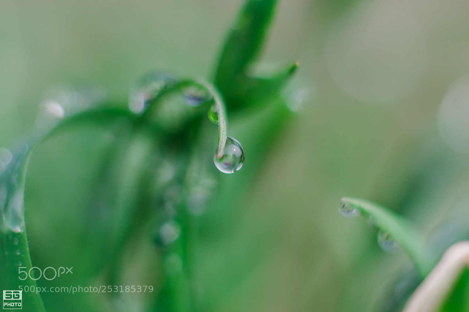 Nikon D3100 sample photo. Morning drop photography