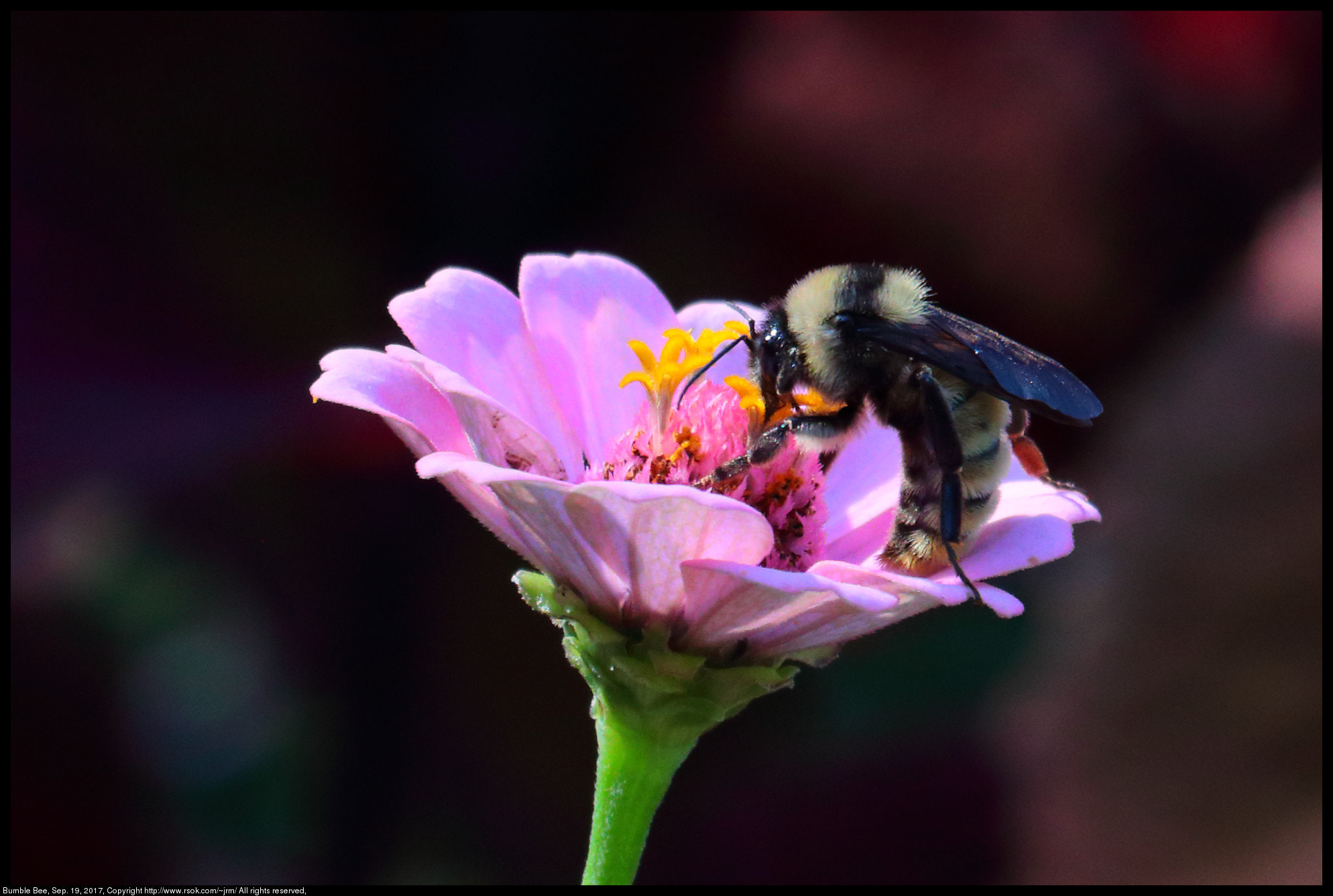 Canon EF 70-300 F4-5.6 IS II USM sample photo. Bumble bee photography