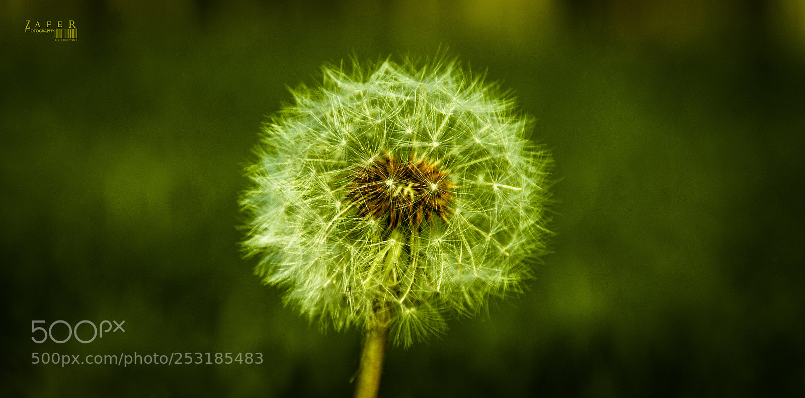 Canon EOS 1100D (EOS Rebel T3 / EOS Kiss X50) sample photo. Spring came. dandelion photography