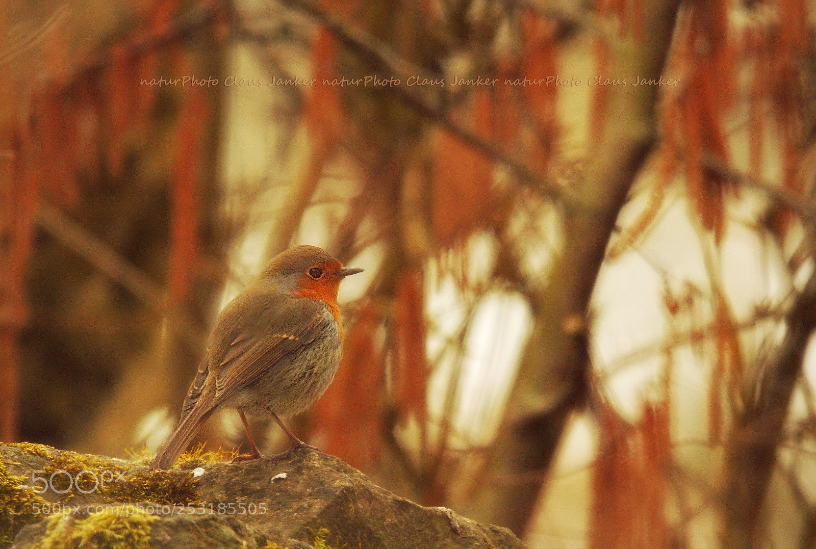 Canon EOS 70D sample photo. Das rotkehlchen photography