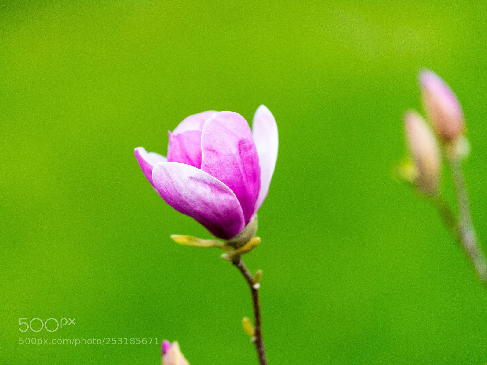Nikon D500 sample photo. Spring photography