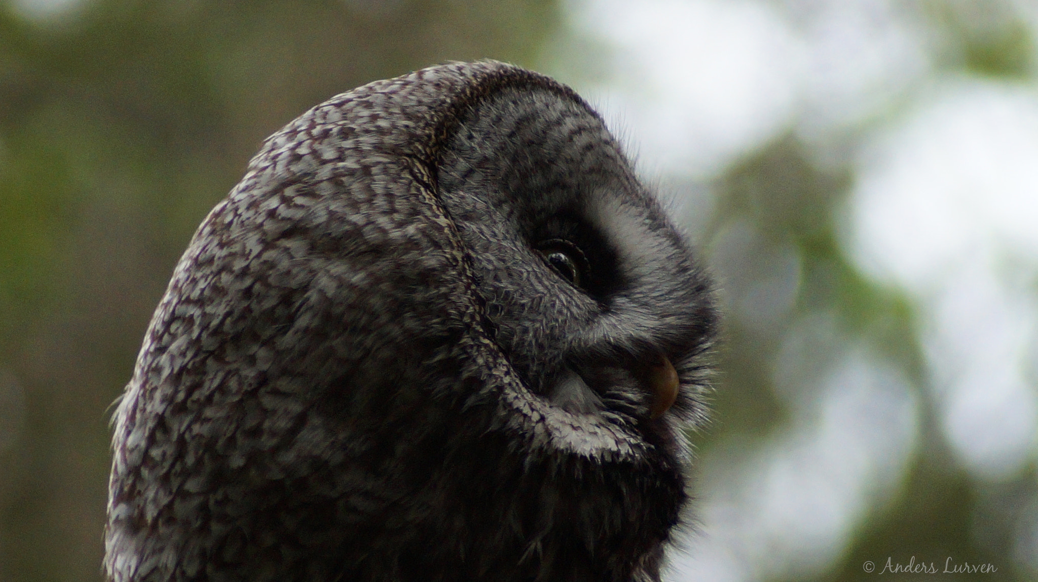 Sony 75-300mm F4.5-5.6 sample photo