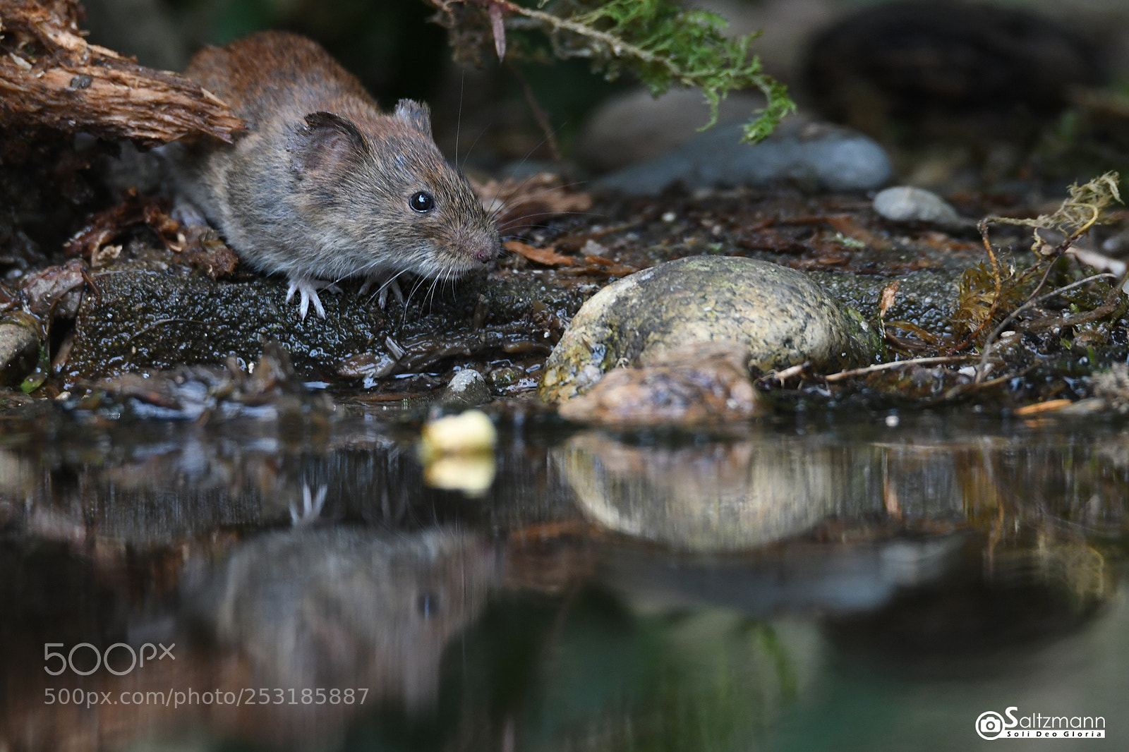 Nikon D7100 sample photo. Souris photography