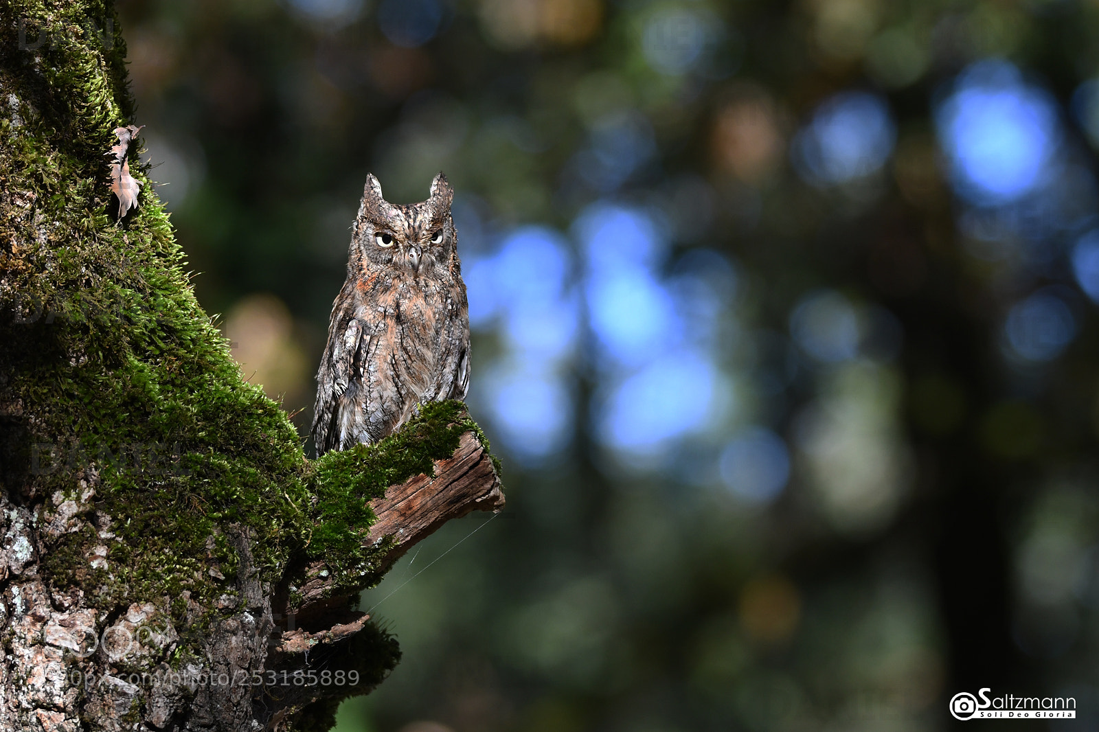 Nikon D7100 sample photo. Hibou petit duc photography