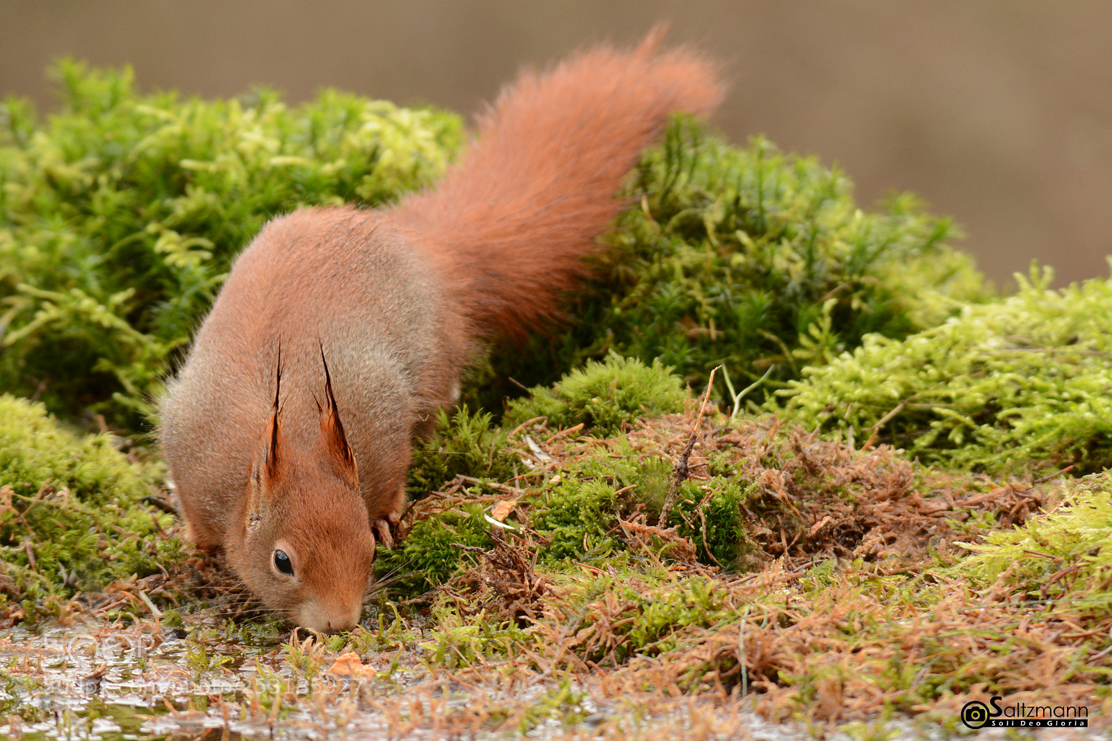 Nikon D7100 sample photo. Red squirrel photography