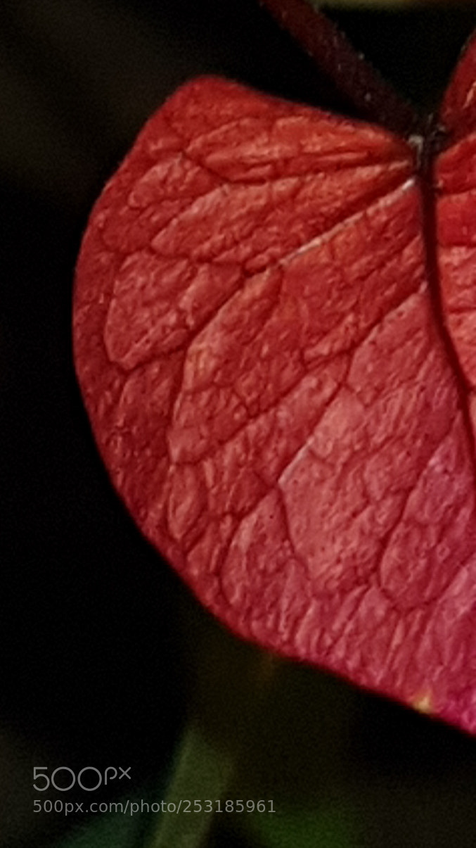 Samsung Galaxy S8+ sample photo. Little things...... photography