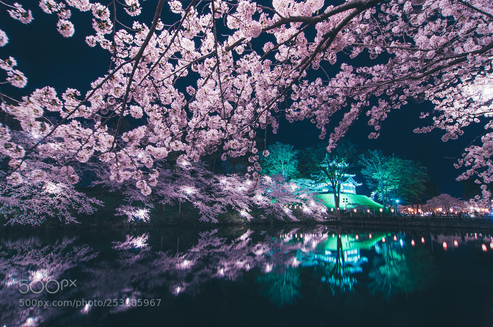 Nikon D7000 sample photo. Sakura photography