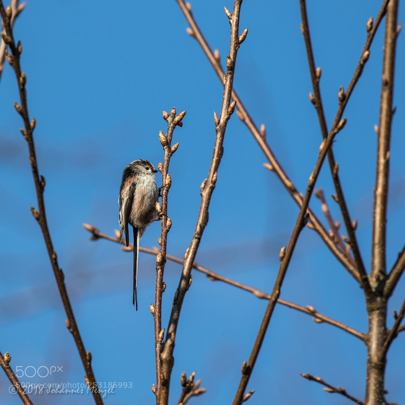 Canon EOS 7D Mark II sample photo. Little bird photography