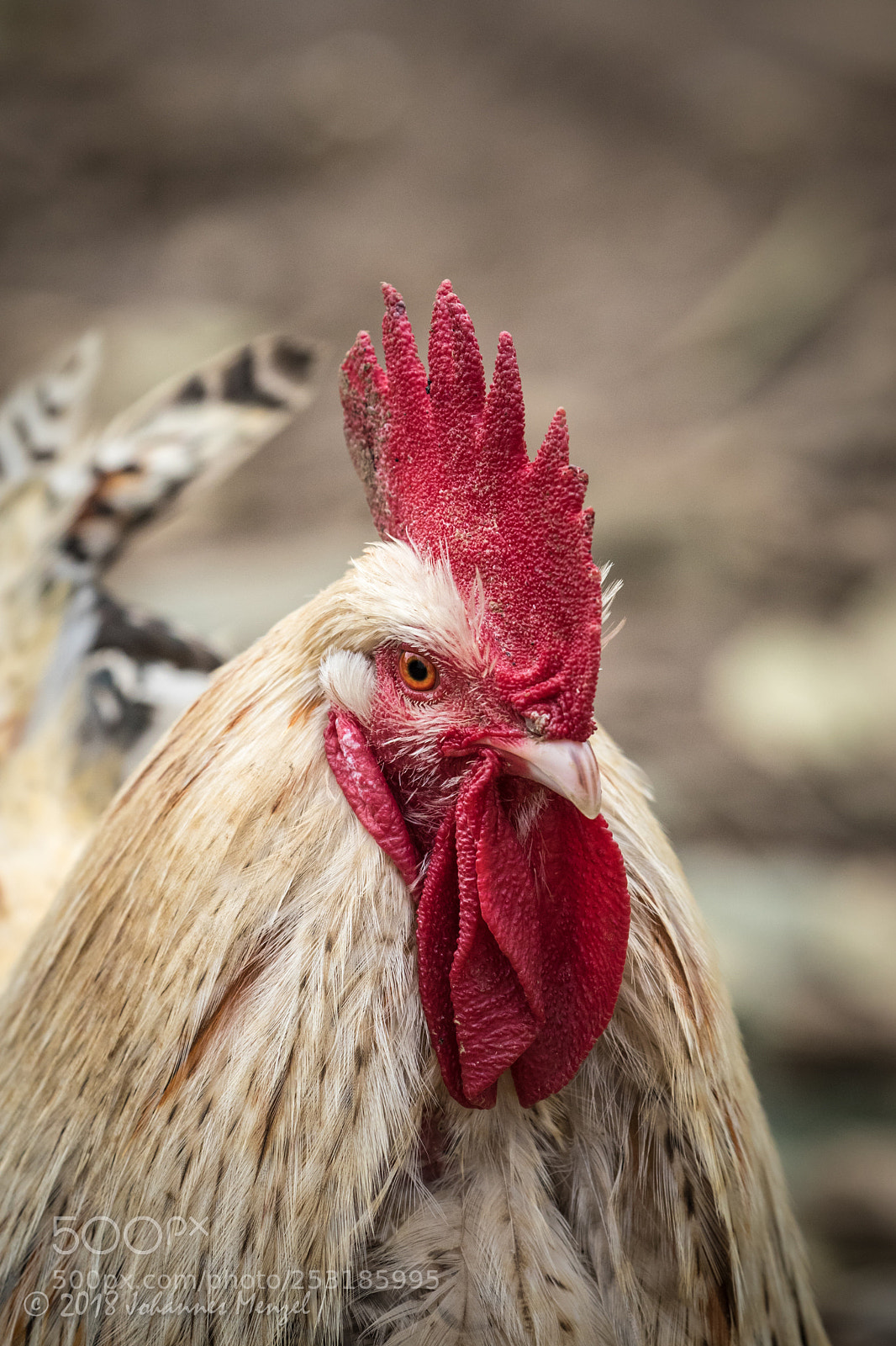 Canon EOS 7D Mark II sample photo. Rooster portrait ii photography