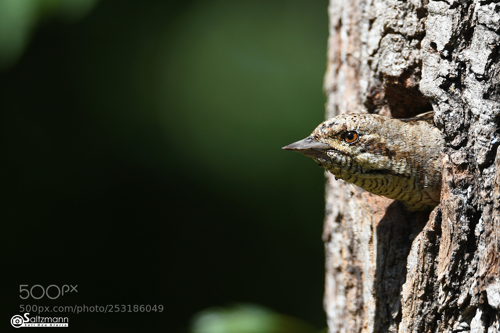 Nikon D7100 sample photo. Torcol fourmilier photography