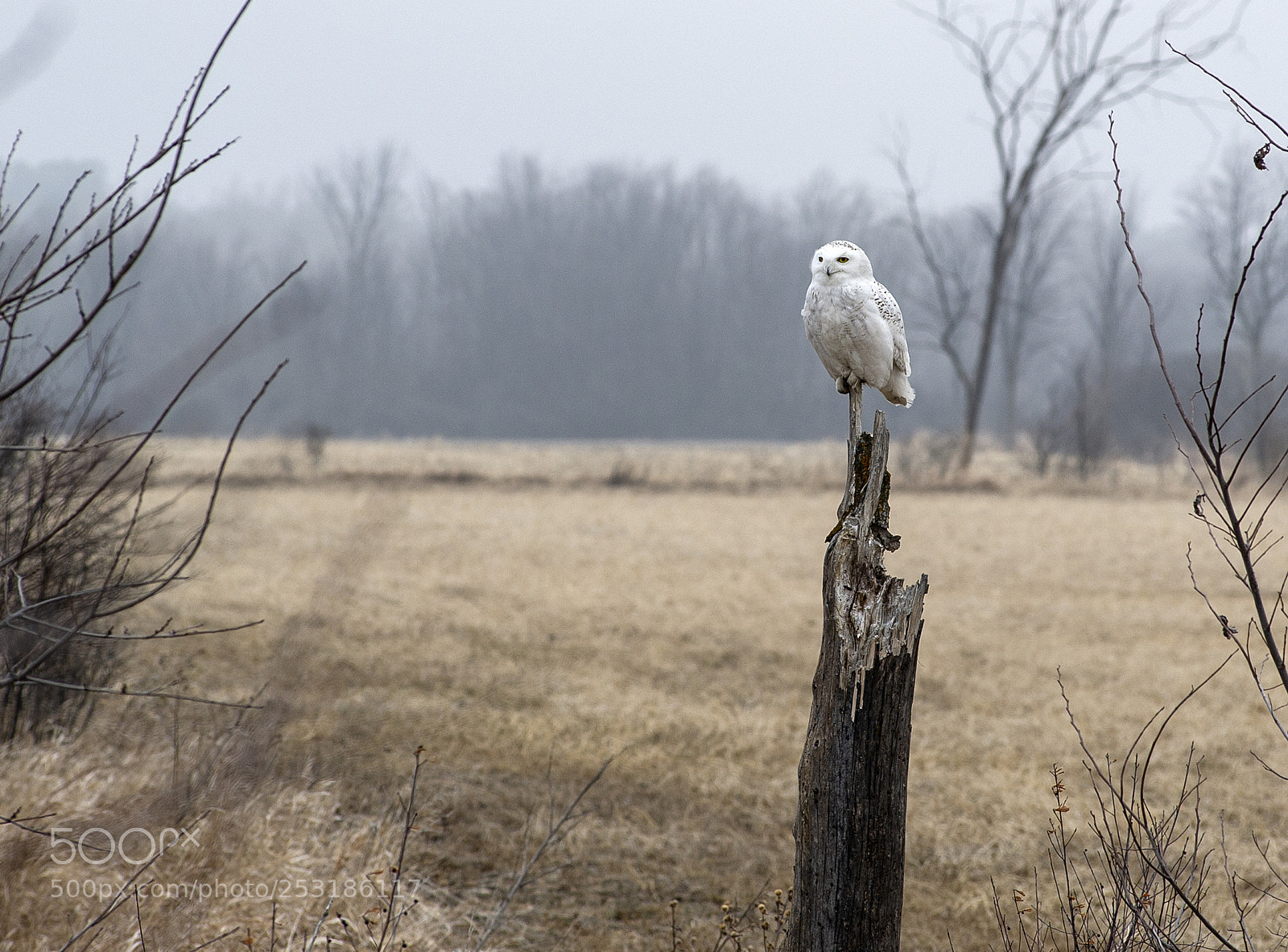 Nikon D3S sample photo. Snowy owl photography