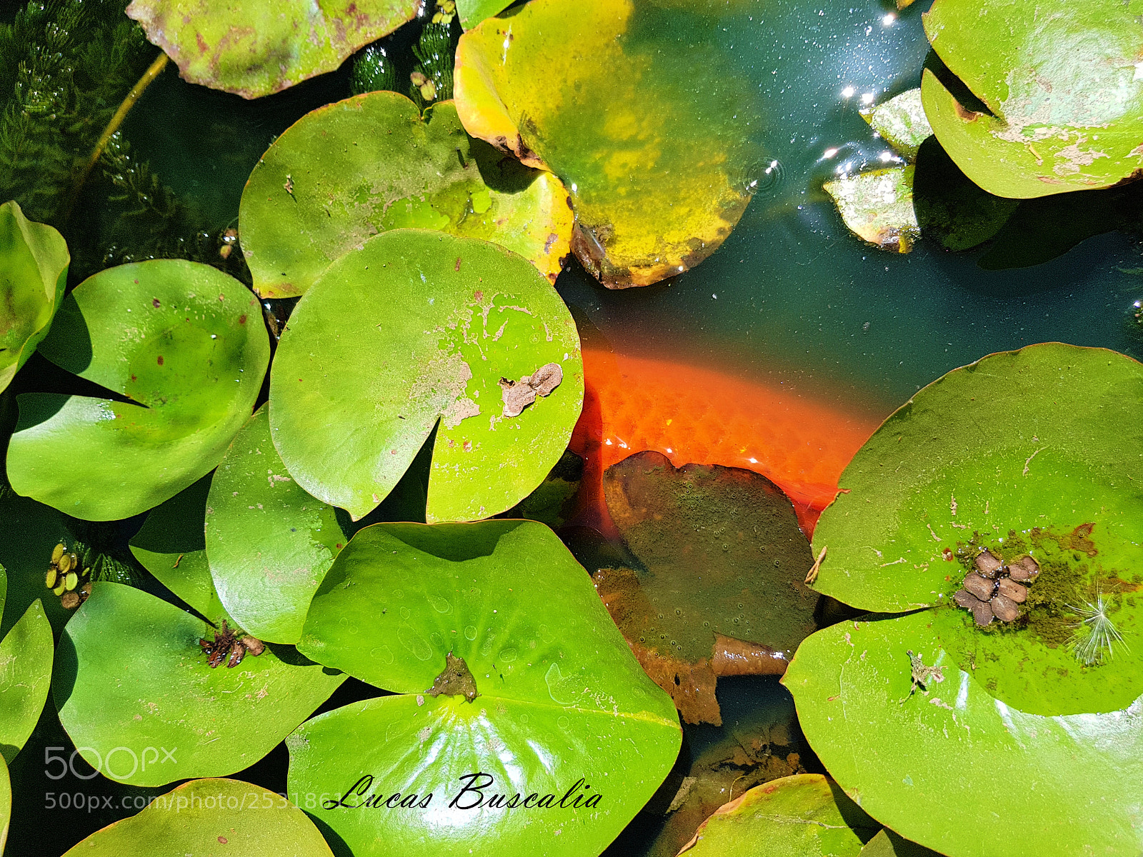 Samsung Galaxy S8+ sample photo. Carpa photography